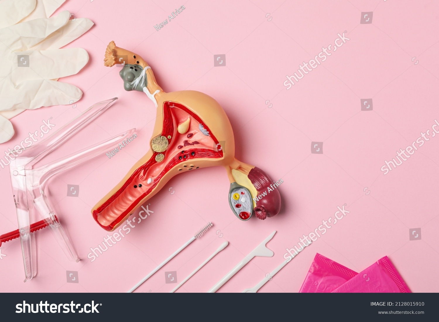 Gynecological Examination Kit Anatomical Uterus Model Stock Photo Edit