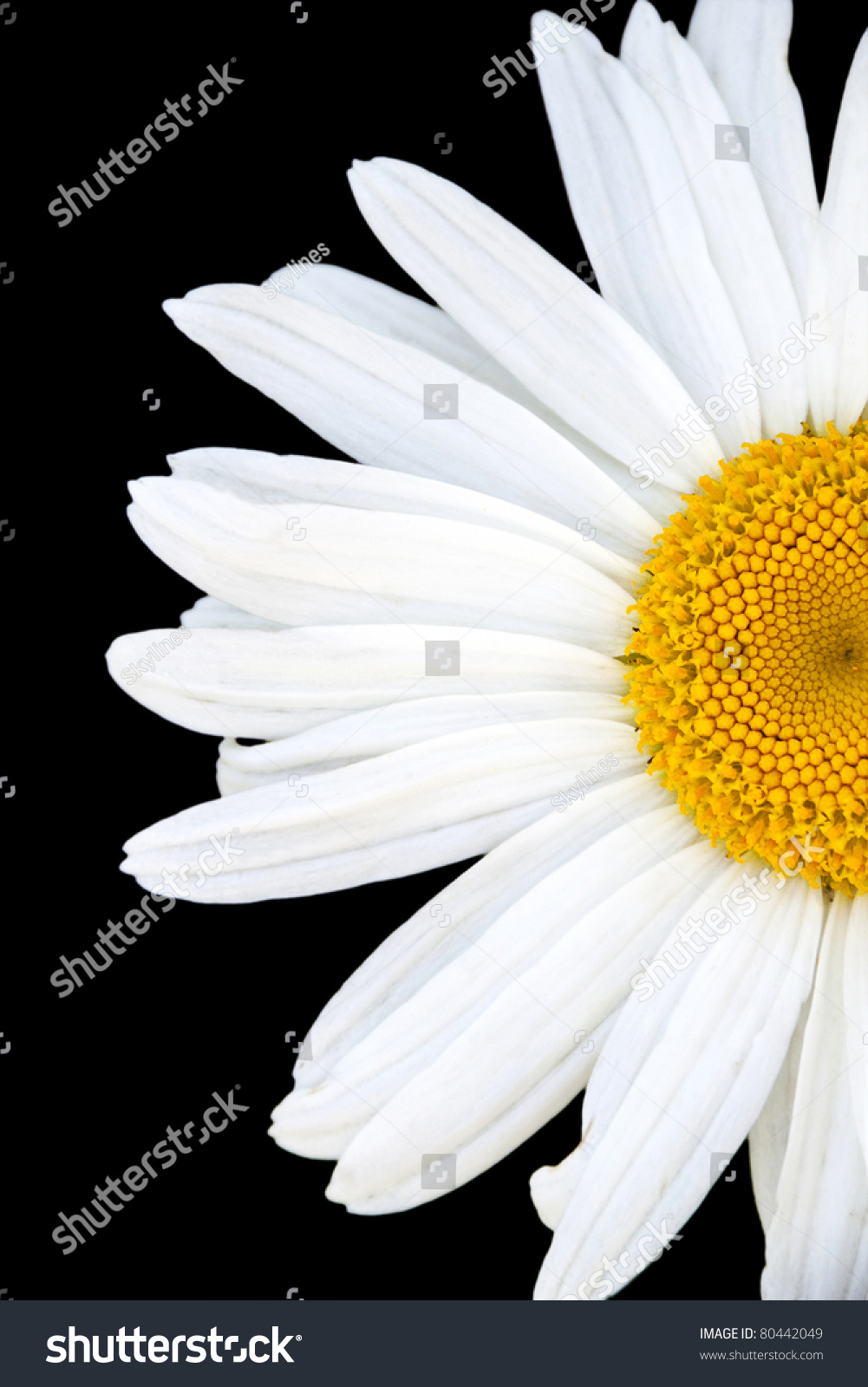 Half Flower On White Background Stock Photo 80442049 : Shutterstock