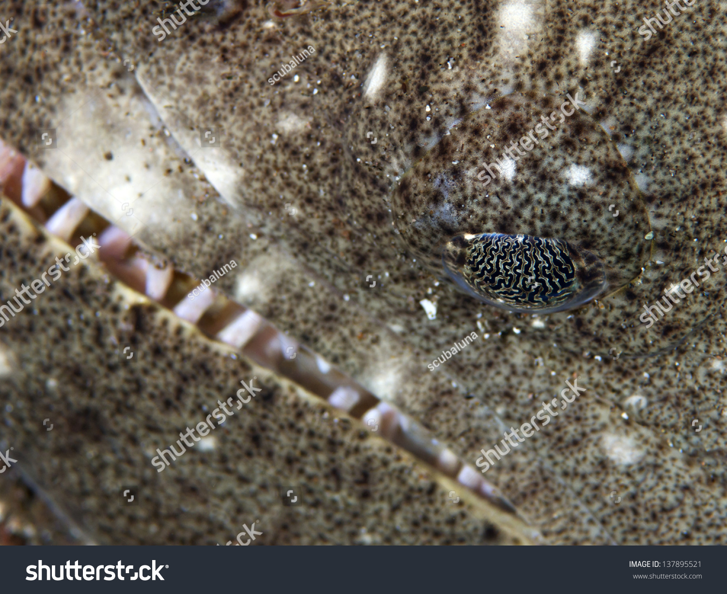 Halibut Eye (Psettodes Erumei) Stock Photo 137895521 : Shutterstock