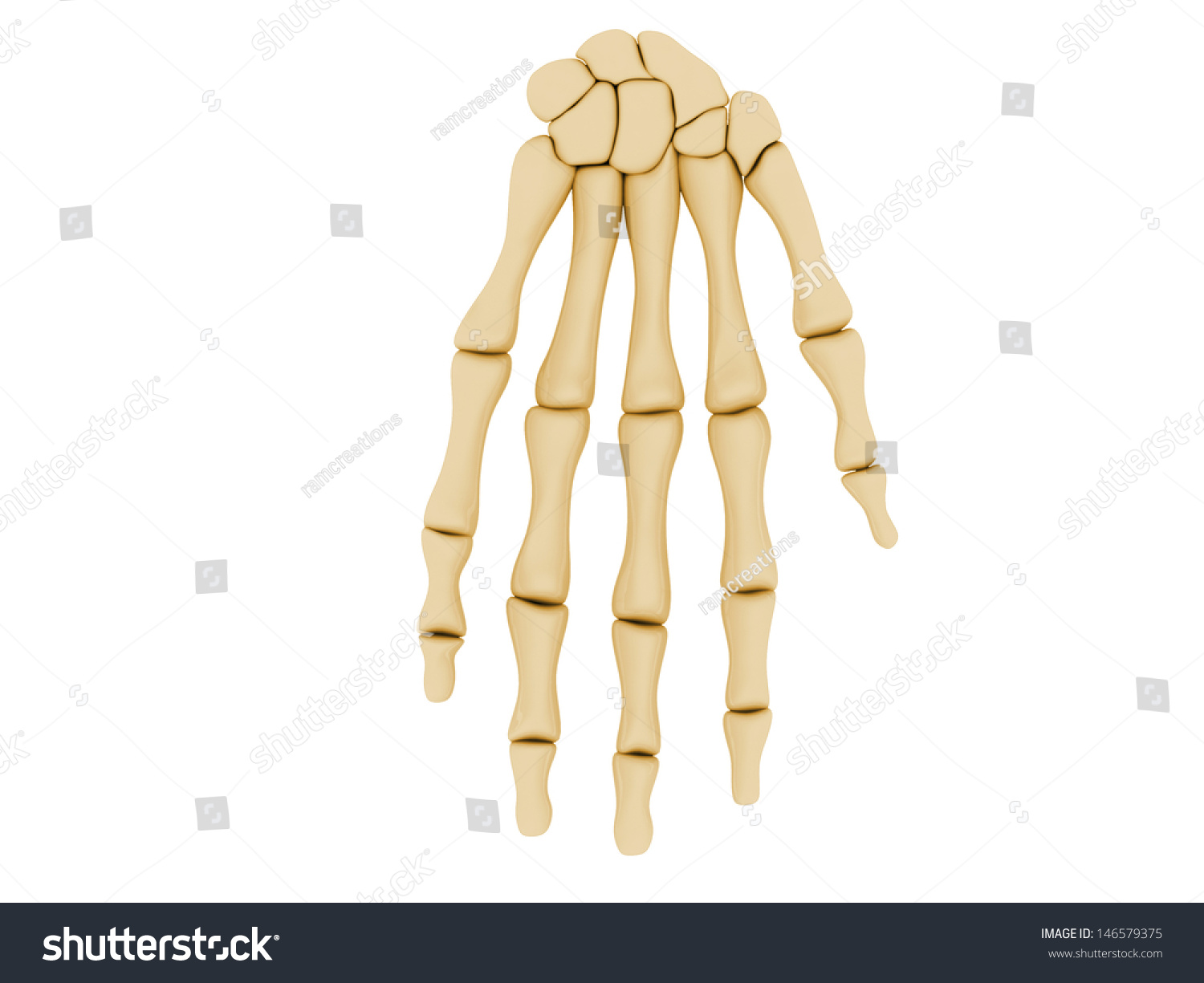 bones of the hands arms feet and legs