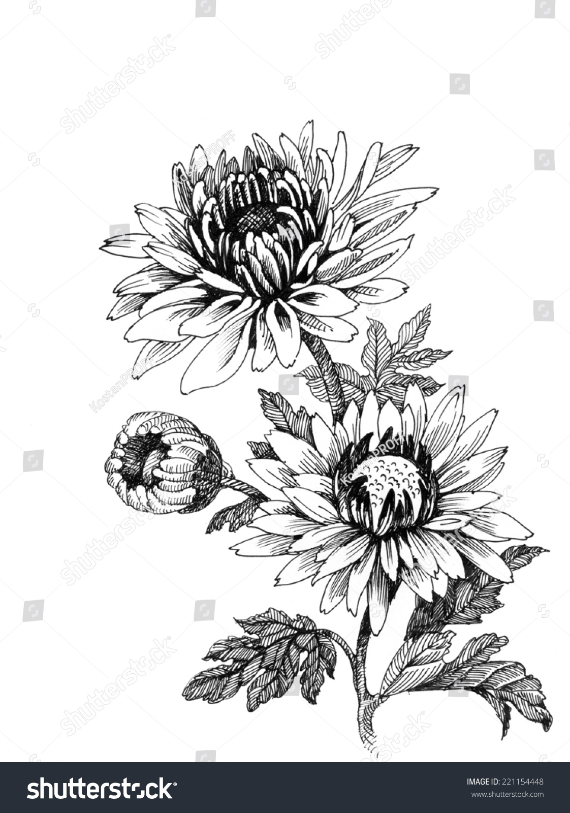 Chrysanthemum Drawing Hand drawing chrysanthemum flower stock photo 