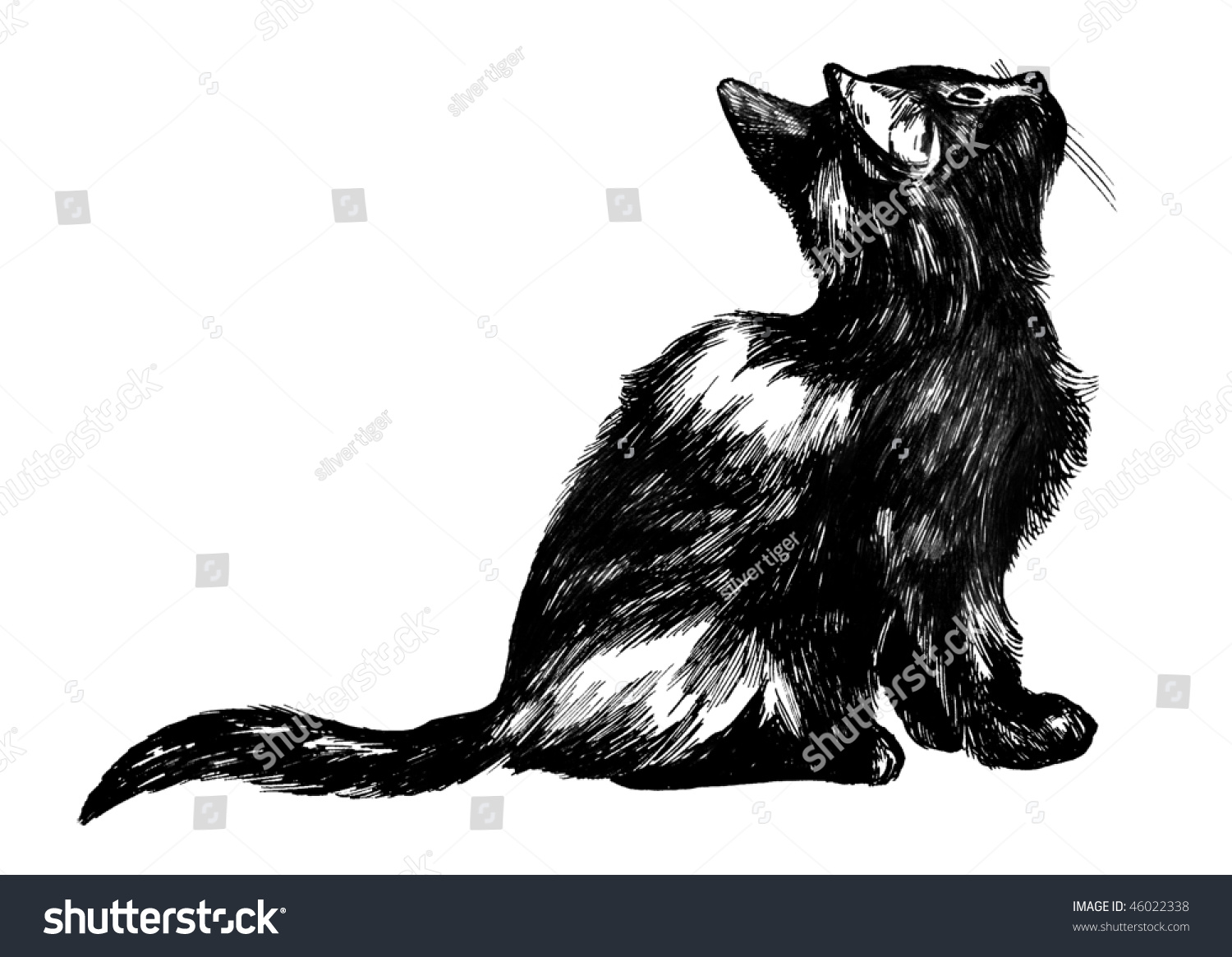 Hand Drawn Cat Detailed Ink Drawing Stock Illustration 46022338