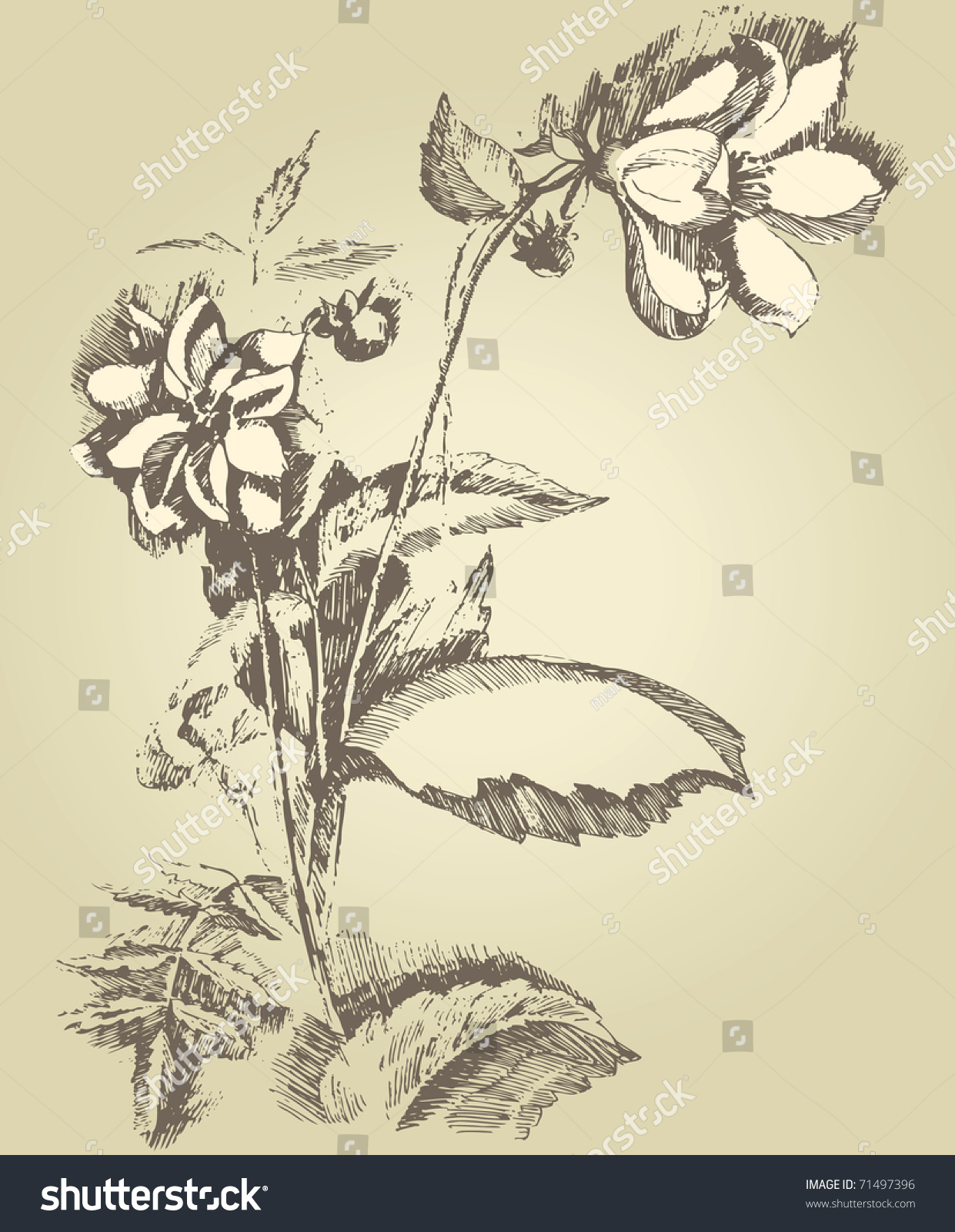 Hand Drawn Dahlia Flower Stock Photo 71497396 : Shutterstock