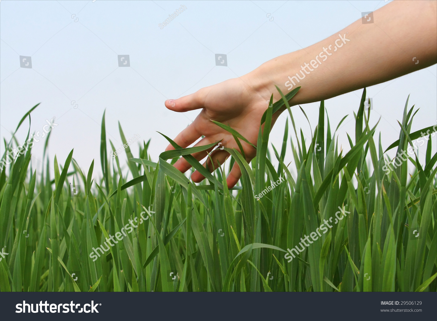 Hand Touching Grass Stock Photo Shutterstock