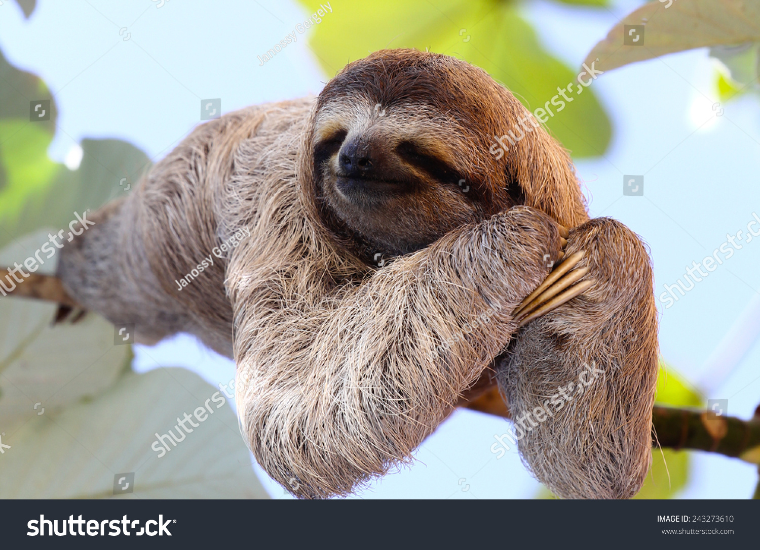 Happy Sloth Hanging On Tree Stock Photo 243273610 Shutterstock