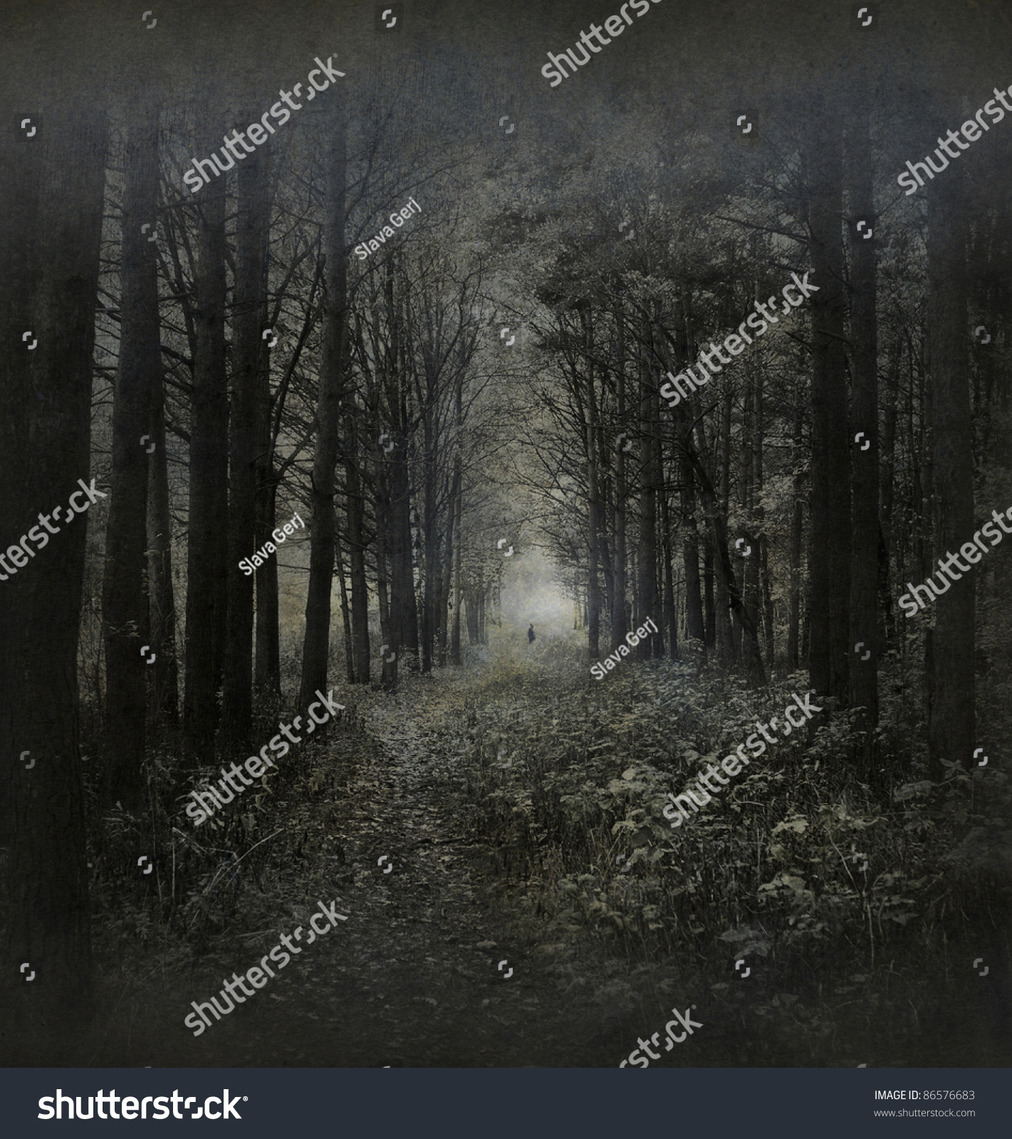 Haunted Forest Stock Photo 86576683 - Shutterstock