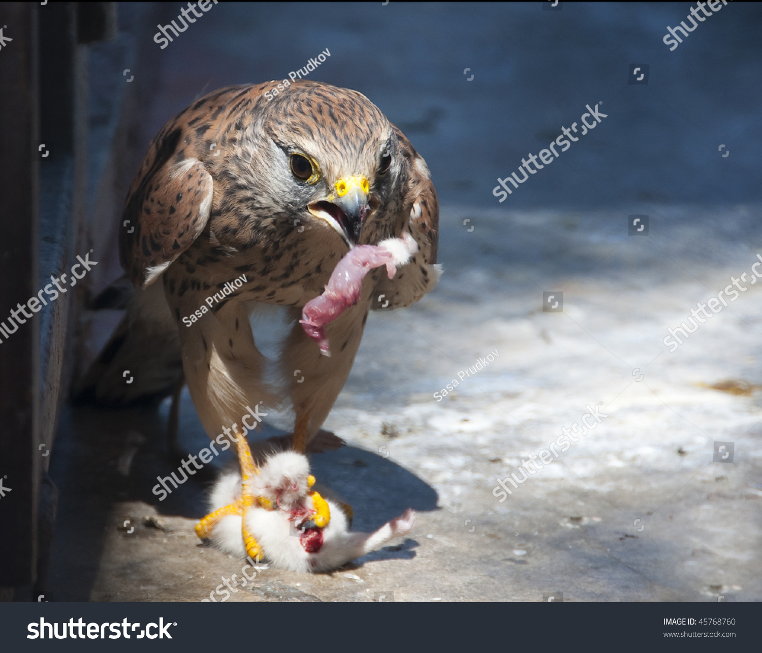 Hawk Eats Mouse Inside Cage In The Zoo. Stock Photo 45768760 : Shutterstock