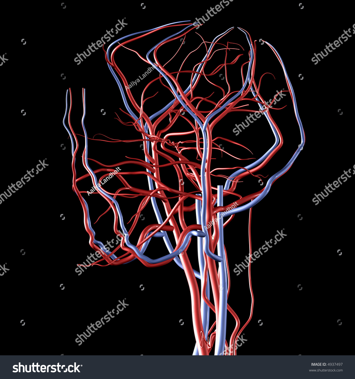 Head Arteries And Veins Stock Photo 4937497 : Shutterstock