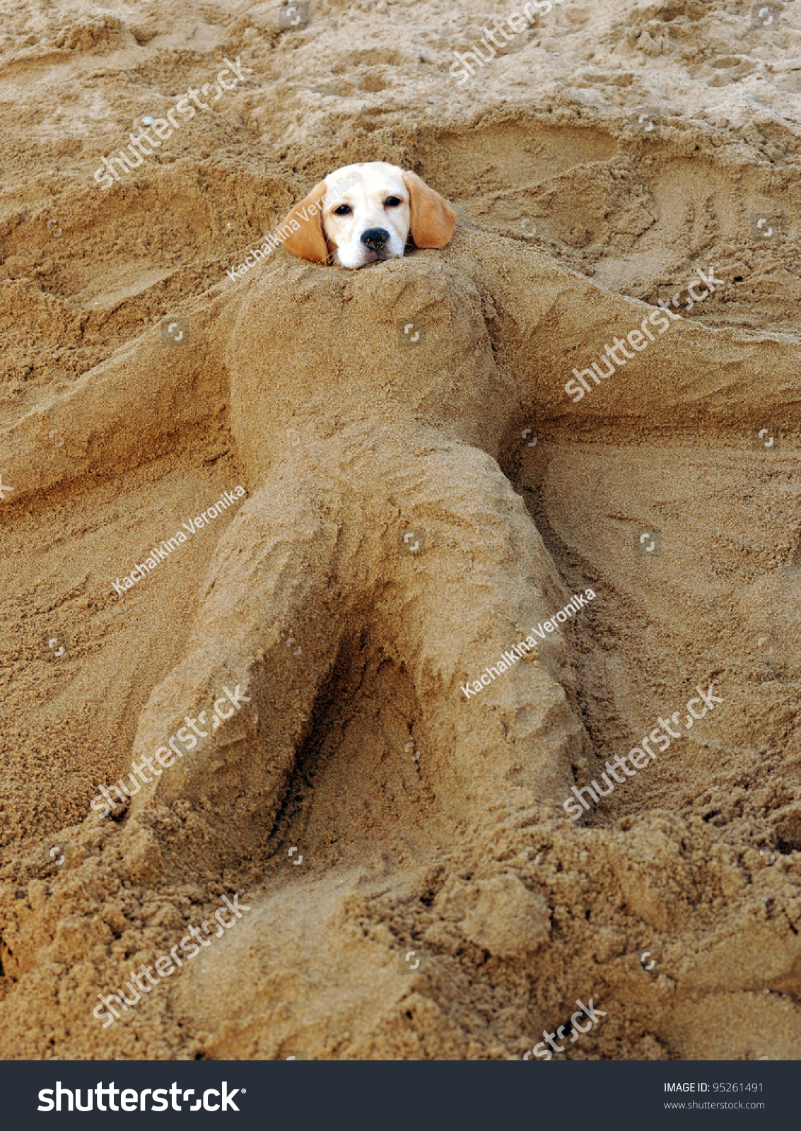 sand puppy buried sand stock photo 95261491 sand puppy buried sand stock photo 95261491