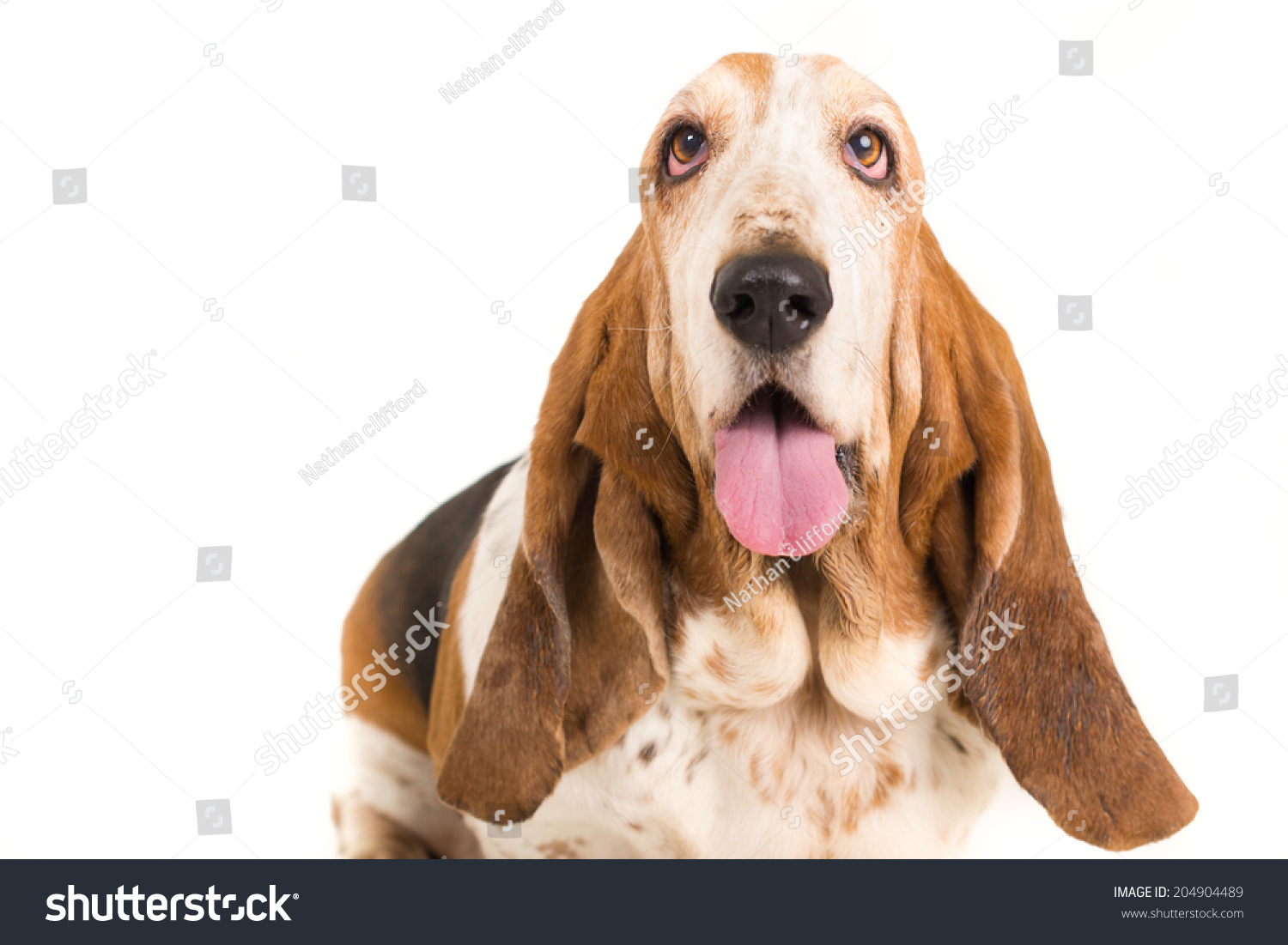 Head Shot Of Basset Hound On White Background Stock Photo 204904489