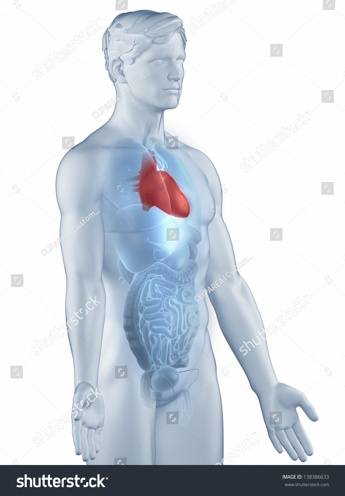 Heart Position Anatomy Man Isolated Lateral View Stock Photo 138386633