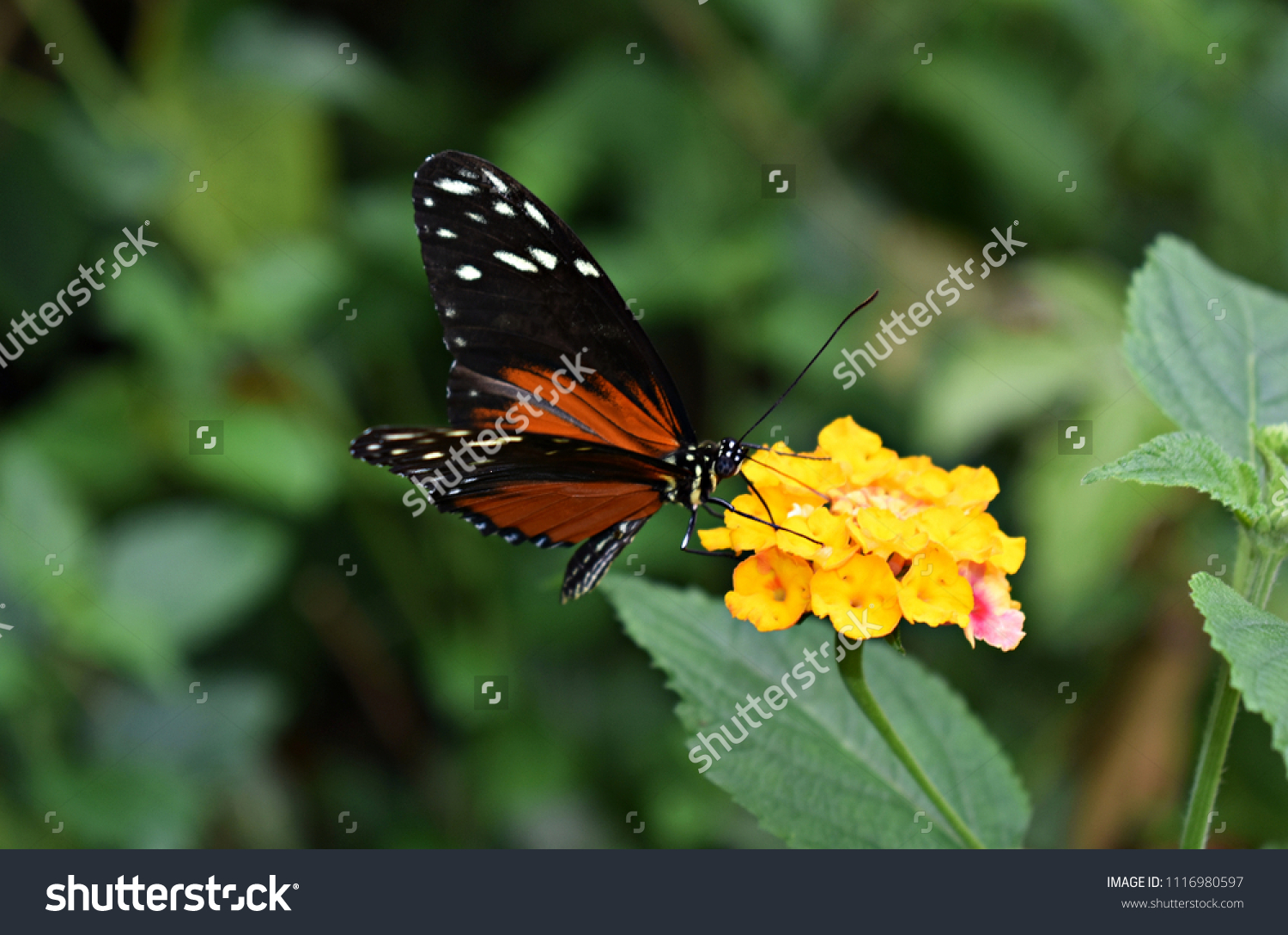 Heliconius Hecale Tiger Longwing Golden Helicon Stock Photo