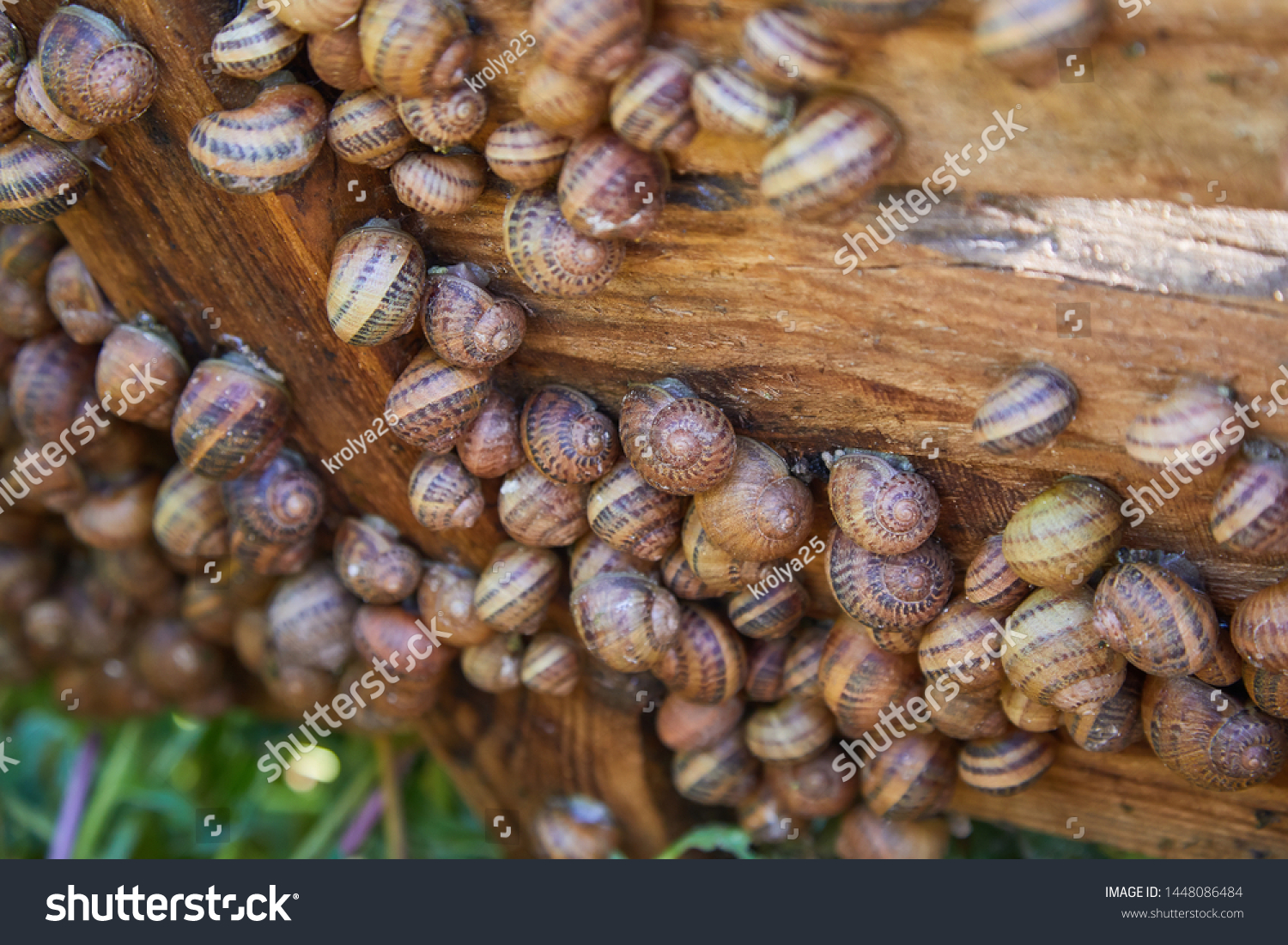 Helix Aspersa Muller Maxima Snail Organic Stock Photo