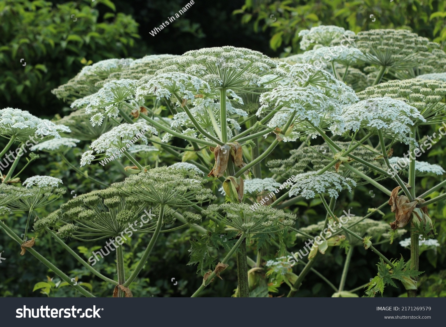 Heracleum Mantegazzianum Giant Hogweed Plant Stock Photo