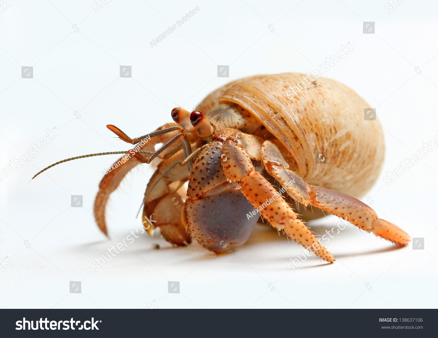 Hermit Crab From Caribbean Sea Isolated On White Background Stock Photo ...