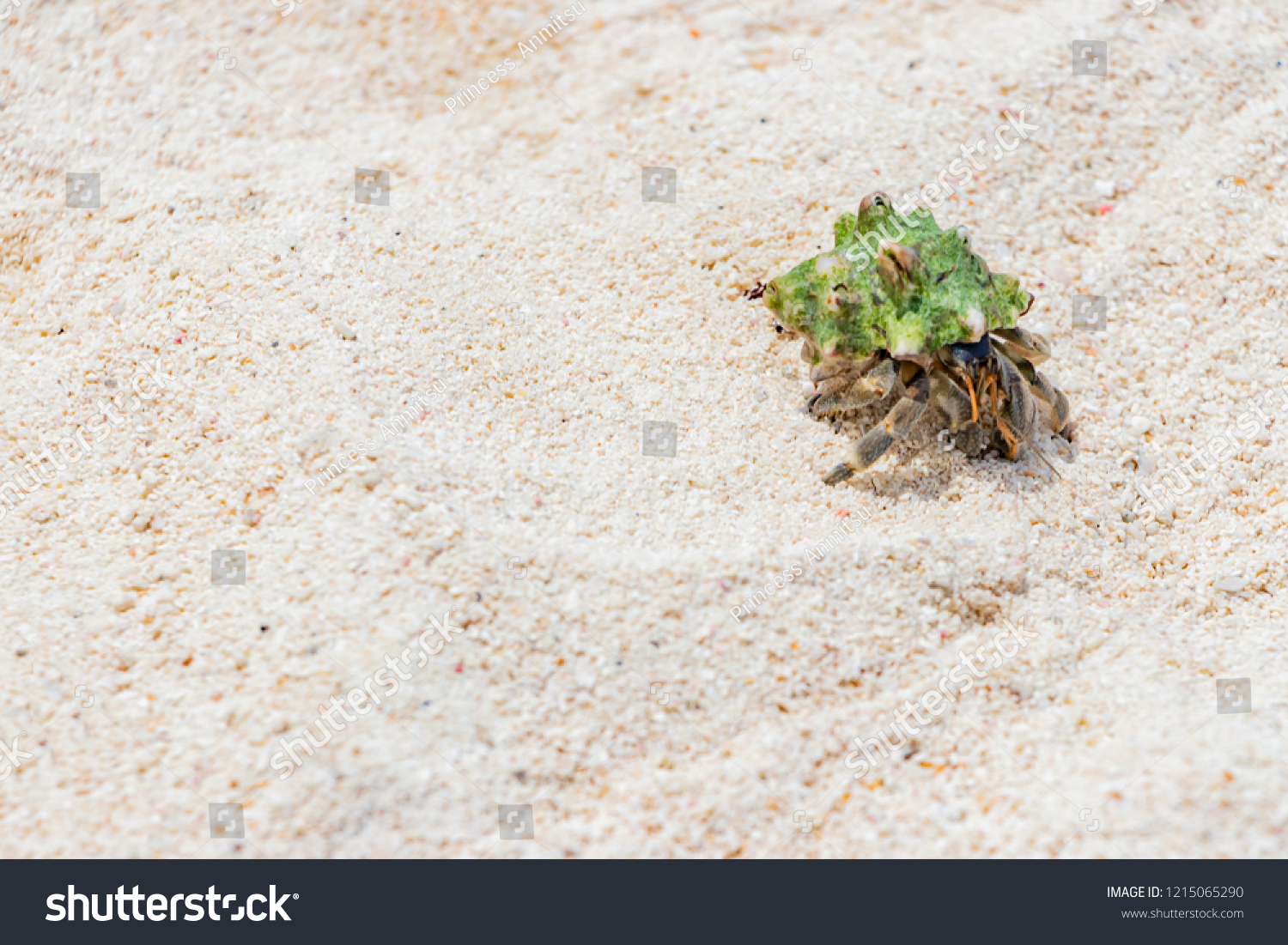 Hermit Crabs Okinawa Ishigakijima Stock Photo 1215065290 Shutterstock