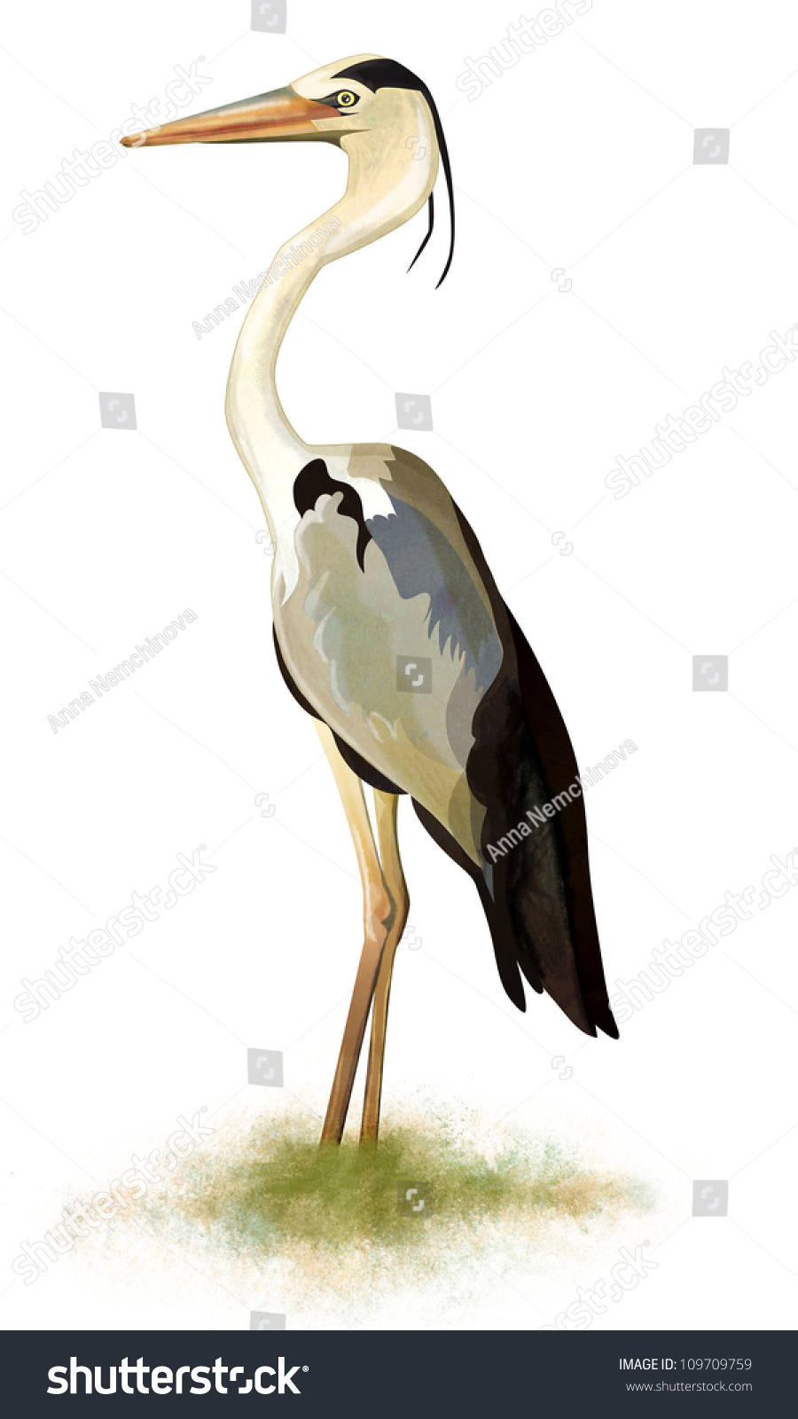 Heron Bird Stock Photo 109709759 : Shutterstock