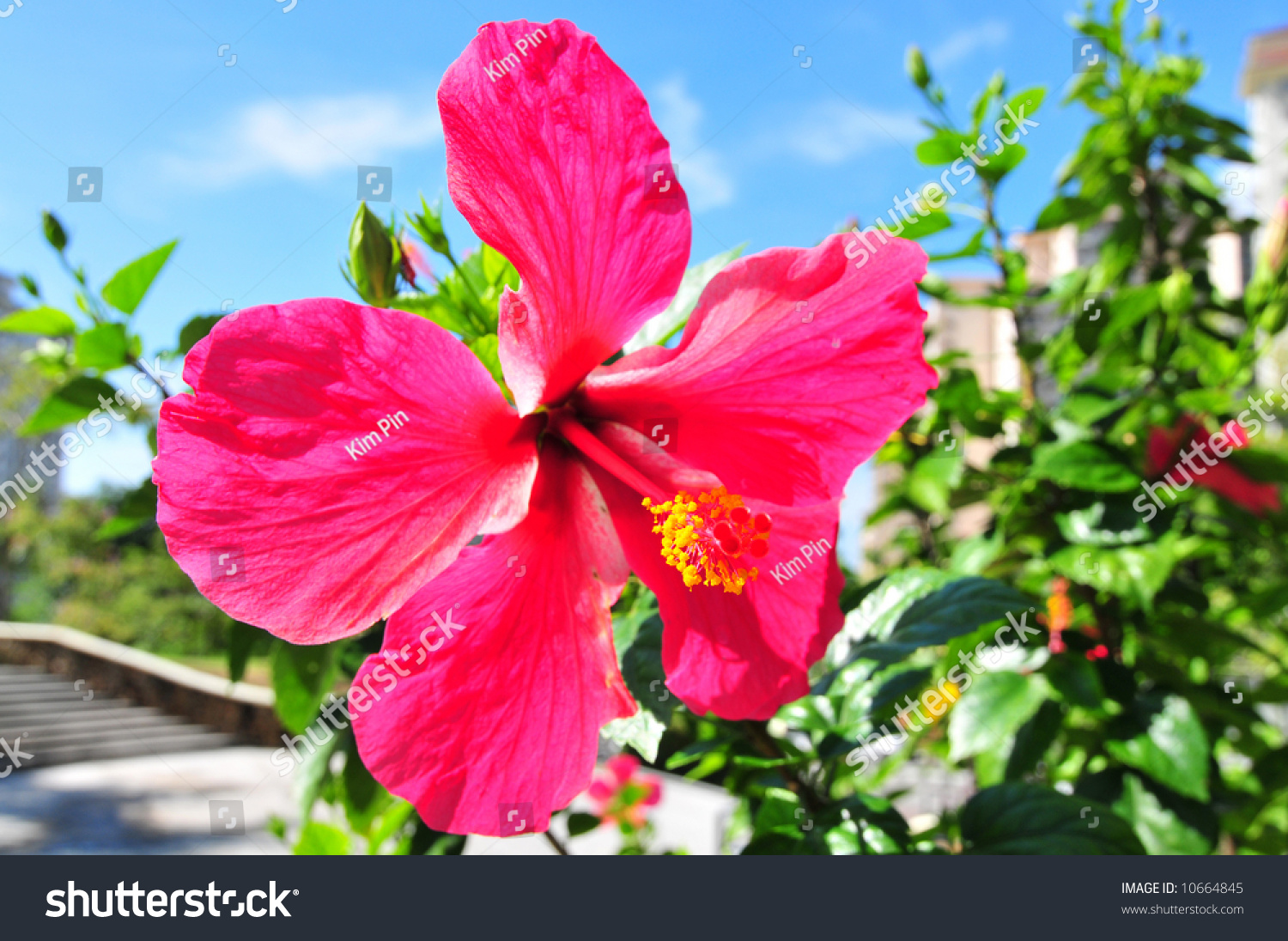 Hibiscus National Flower Malaysia Stock Photo Edit Now 10664845