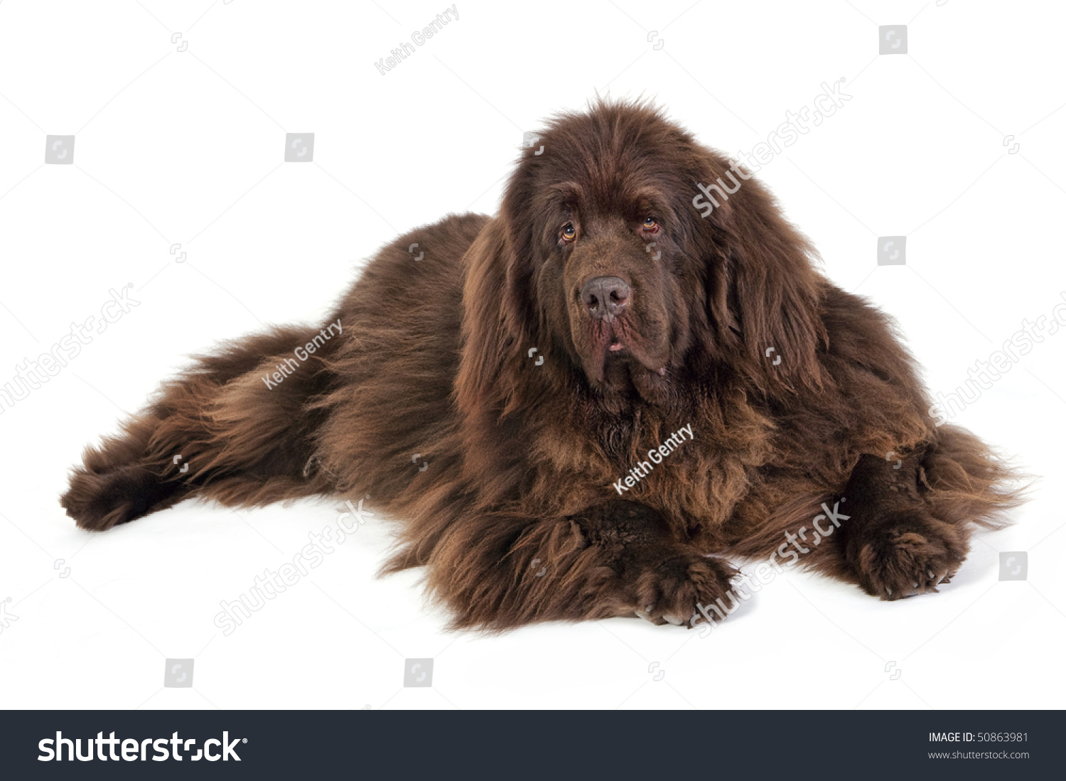 Adult canada dog in rescue valuable Have removed Adult canada dog in rescue ideal