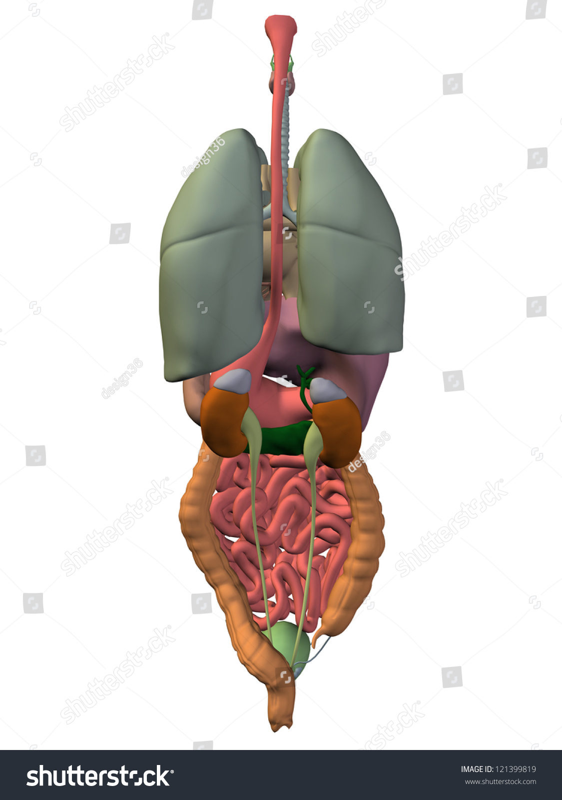 High Resolution Concept Or Conceptual Anatomical Human Or Man 3d 