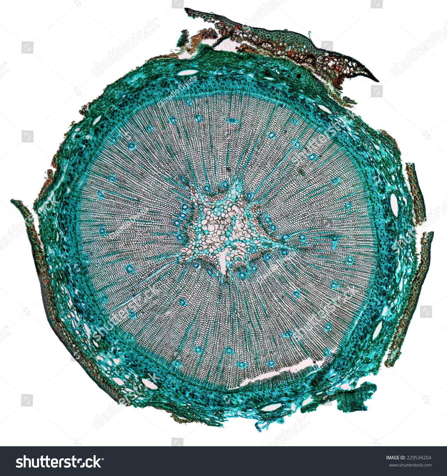 High Resolution Light Photomicrograph Of Pine Tree Wood Cross Section