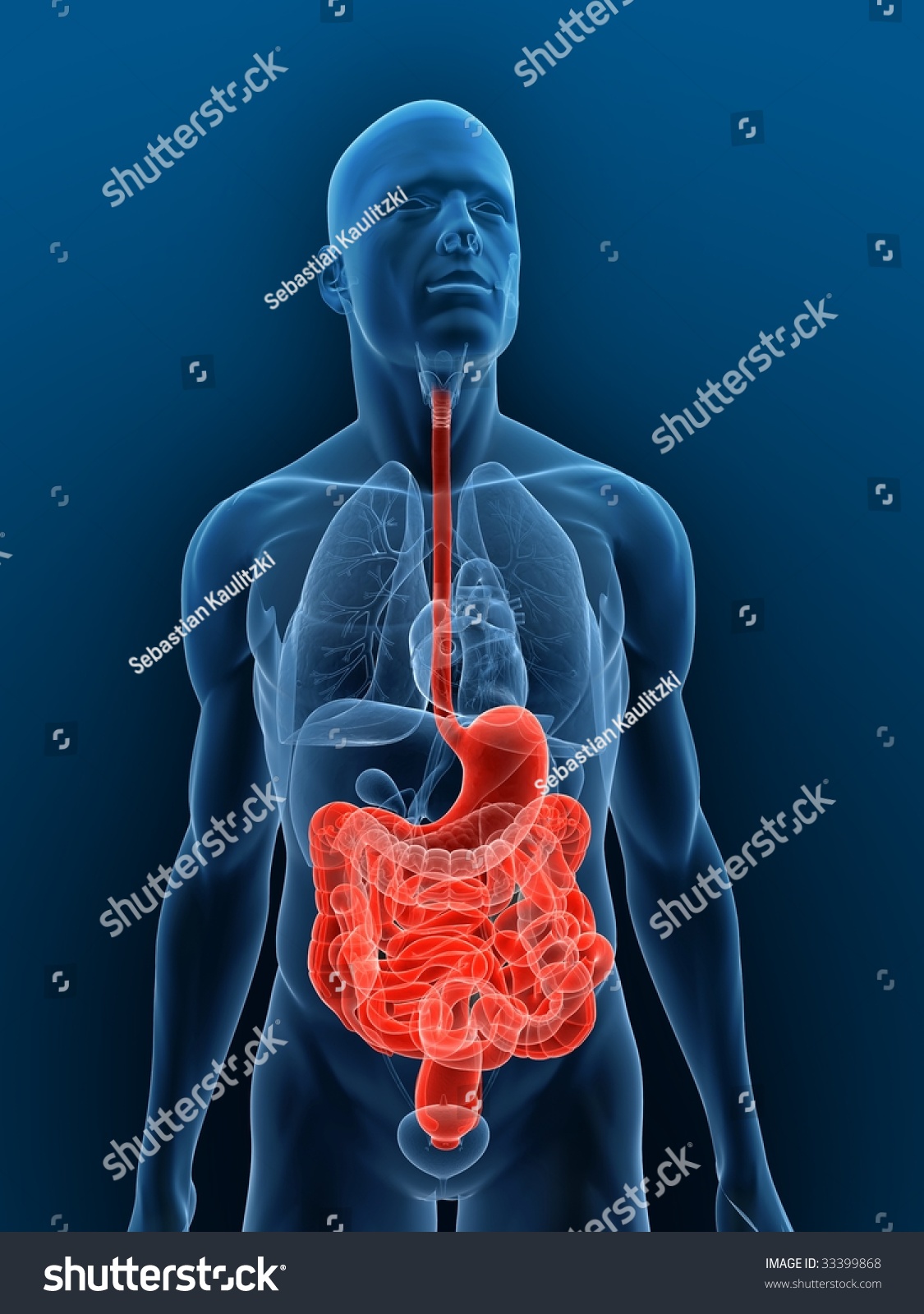 Highlighted Digestive System Stock Photo Shutterstock