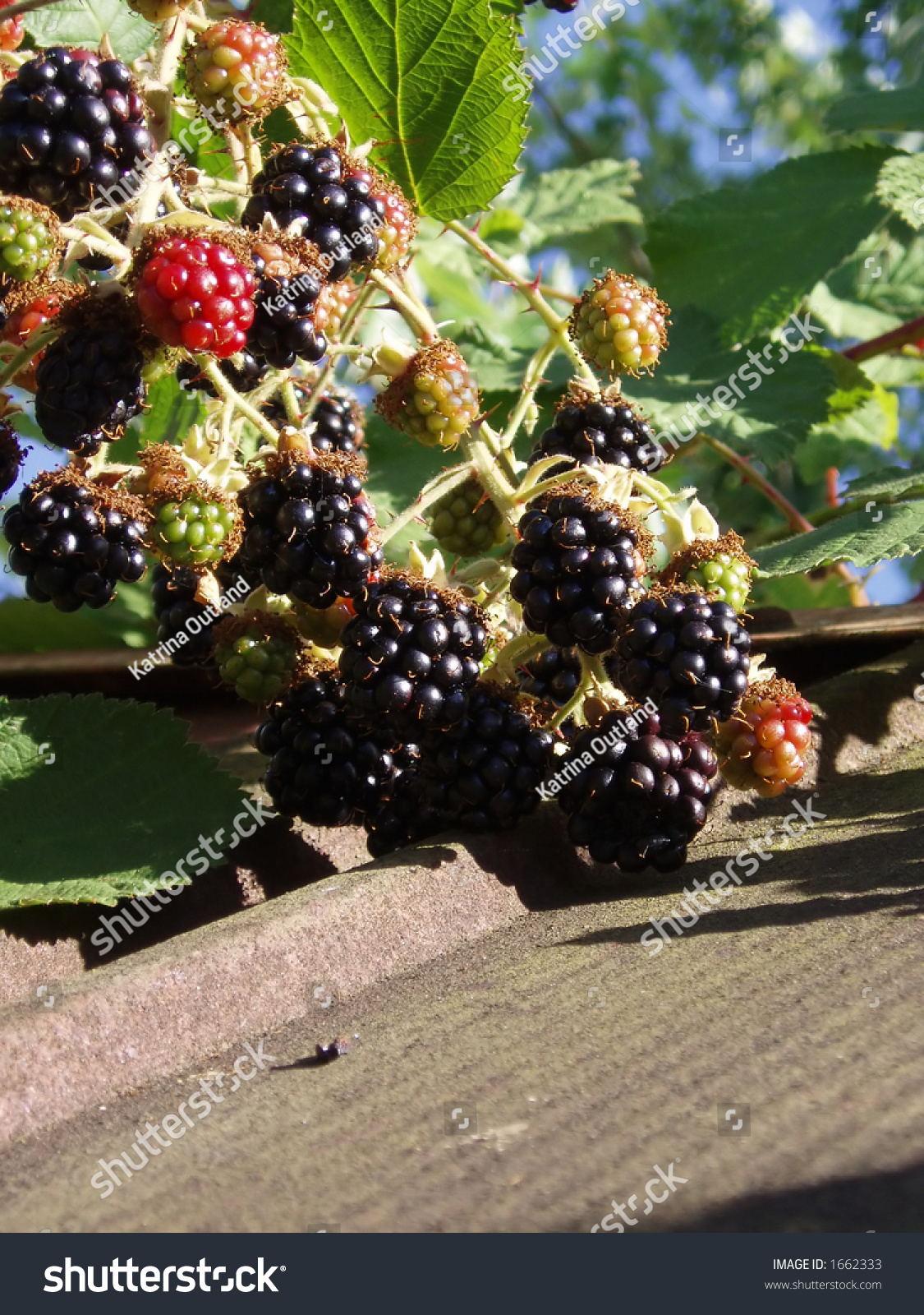 Himalayan Blackberries Rubus Armeniacus On The Bush Stock Photo