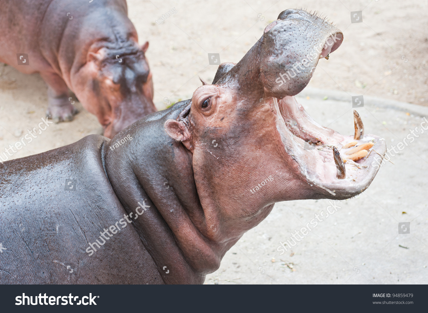 Hippo Open Mouth 46
