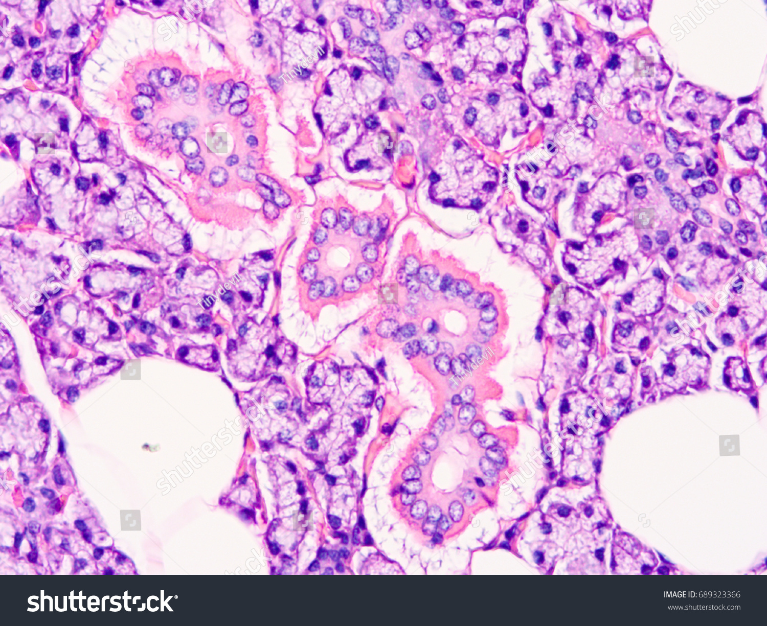 Histology Human Salivary Gland Tissue Show Stock Photo Edit Now