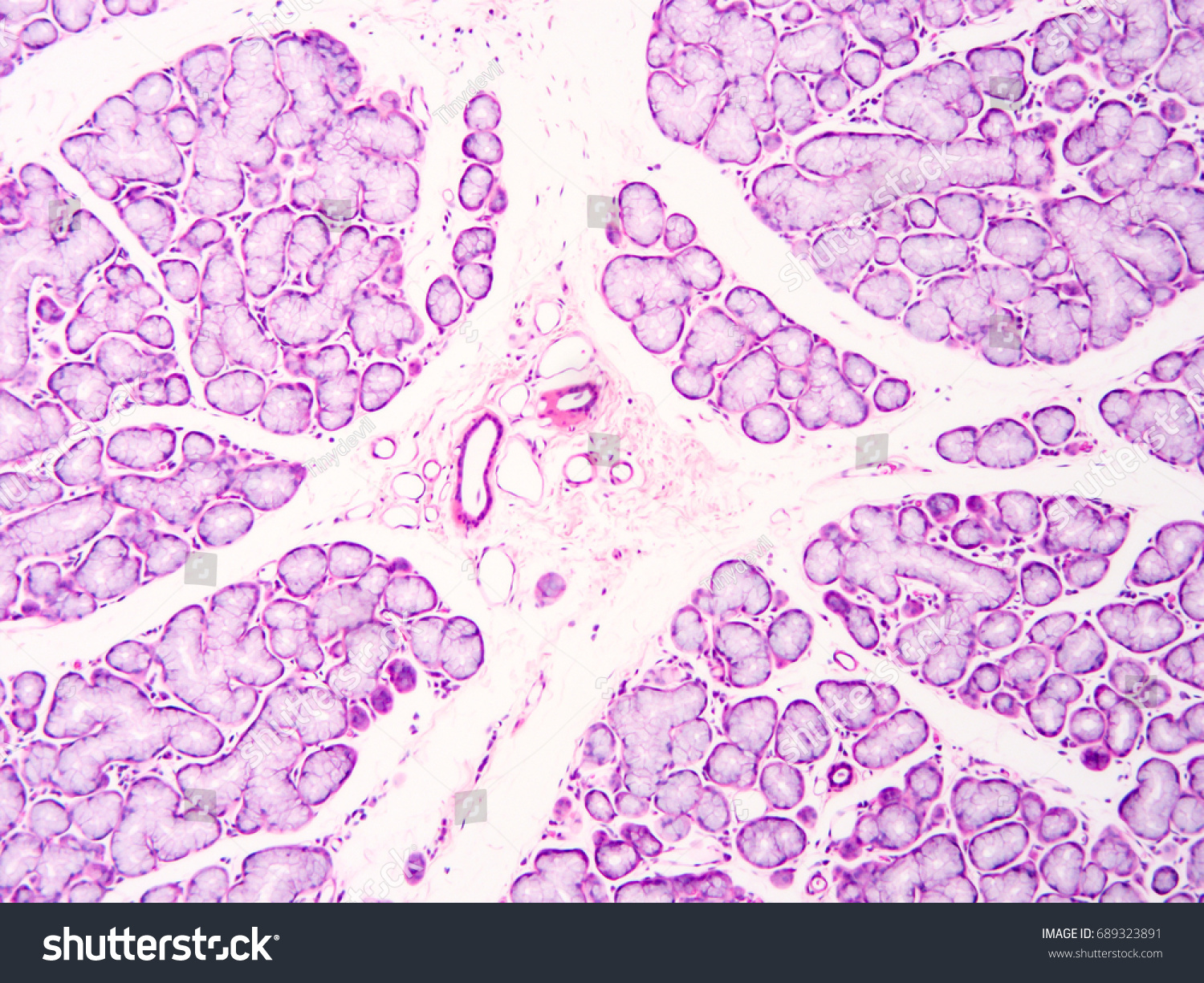 Histology Human Salivary Gland Tissue Show Foto Stok