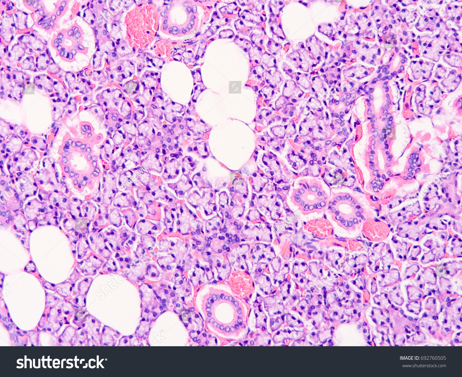 Histology Human Salivary Gland Tissue Show