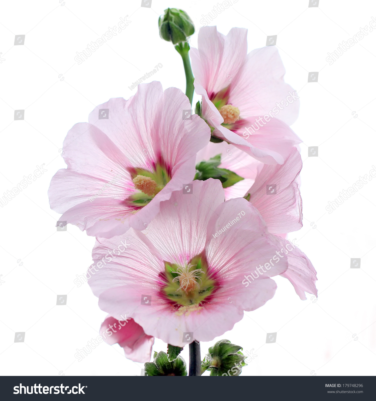 Hollyhock Flower Isolated On White Background Stock Photo 179748296