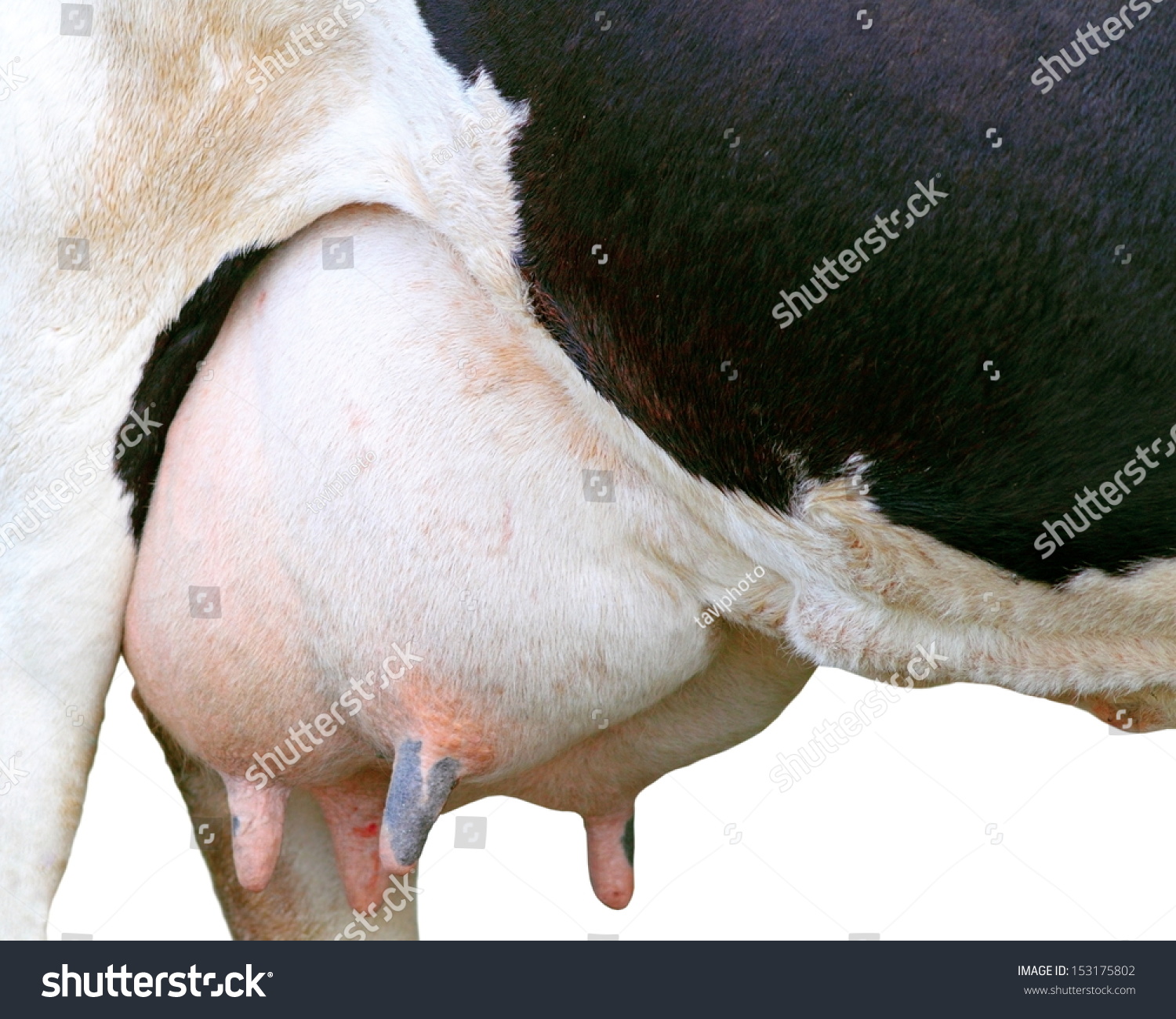 Holstein Cow Big Udder Full Milk Stock Photo 15