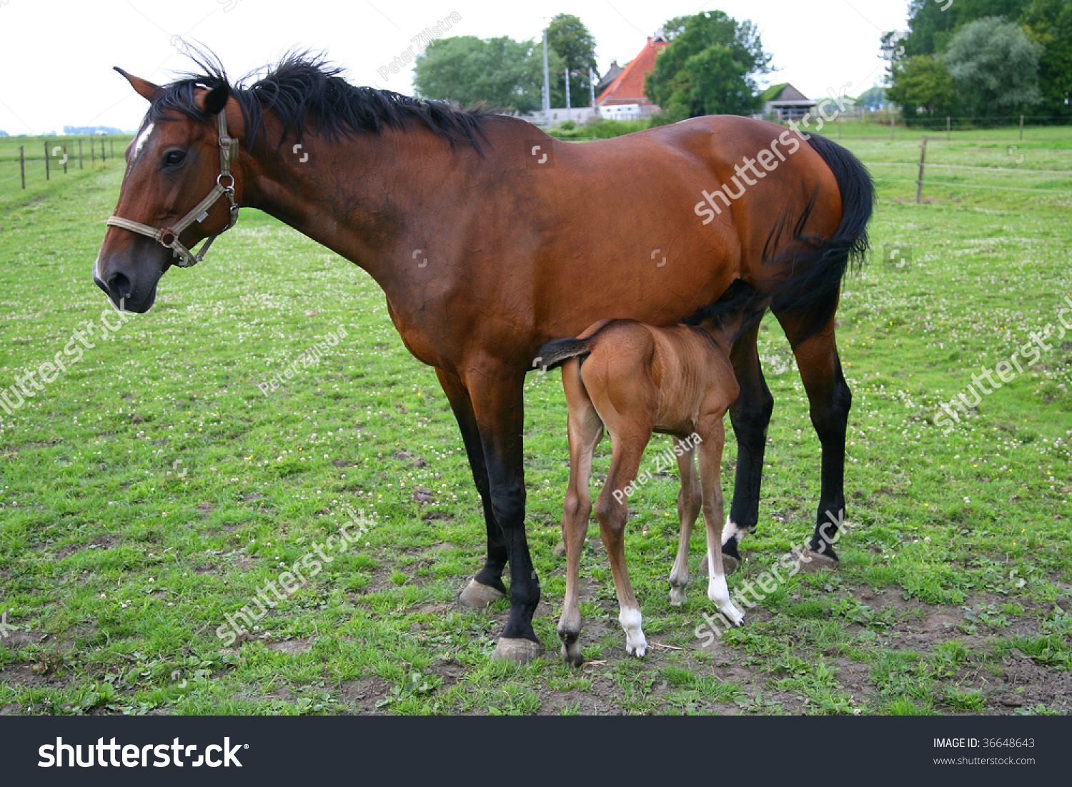 Horse Feeding Her Foal On A Green Meadow Stock Photo 36648643