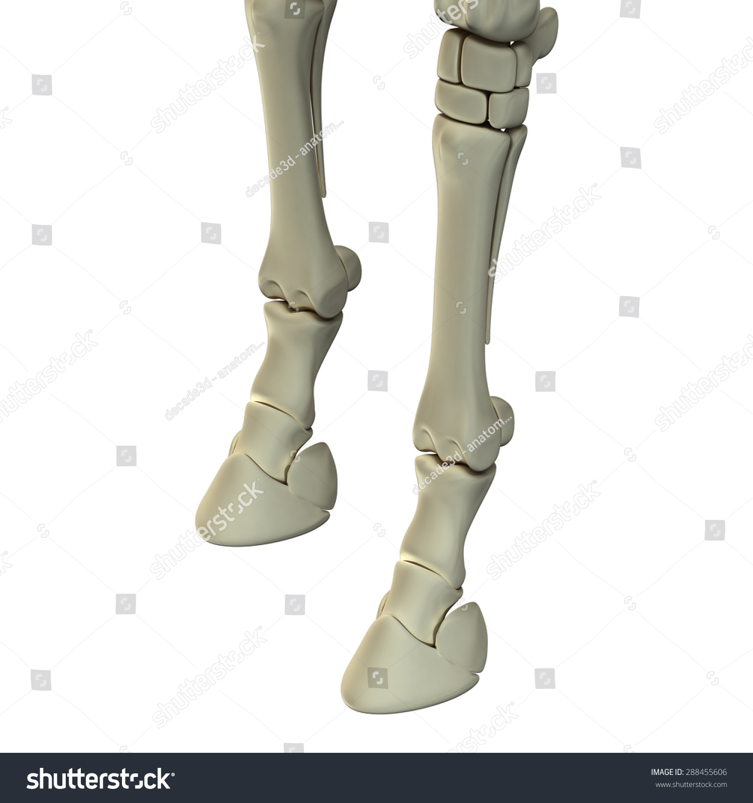 Horse Front Leg Bones Anatomy - Isolated On White Stock Photo 288455606