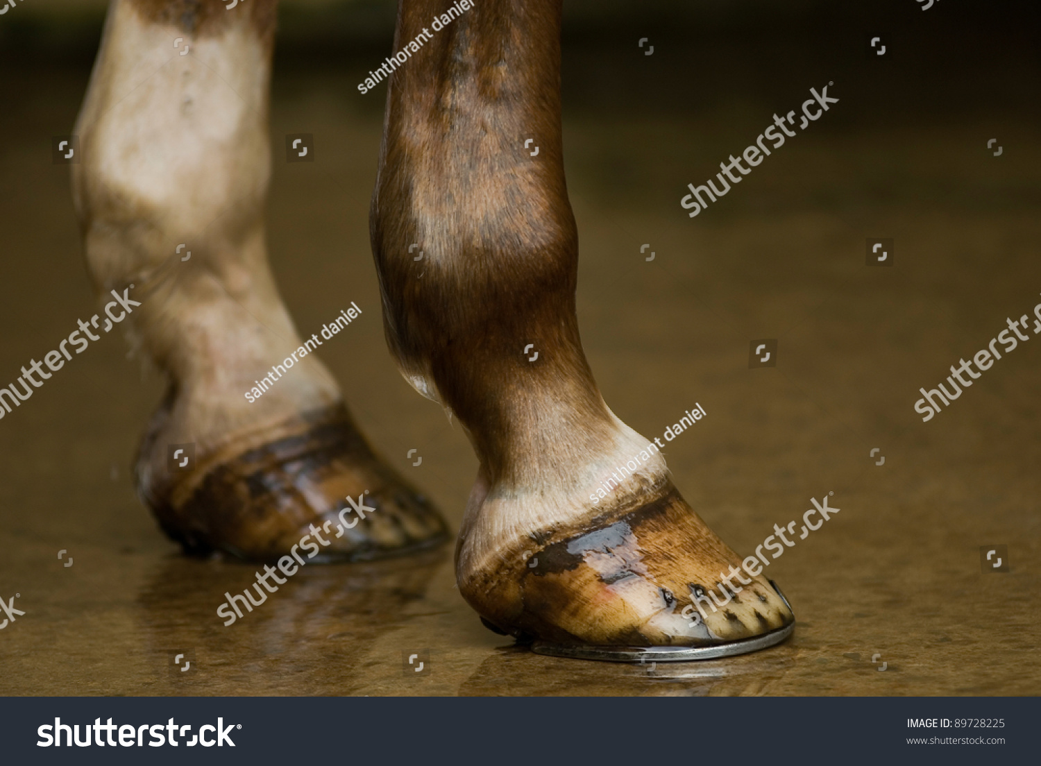 Horse Hoof Stock Photo 89728225 : Shutterstock