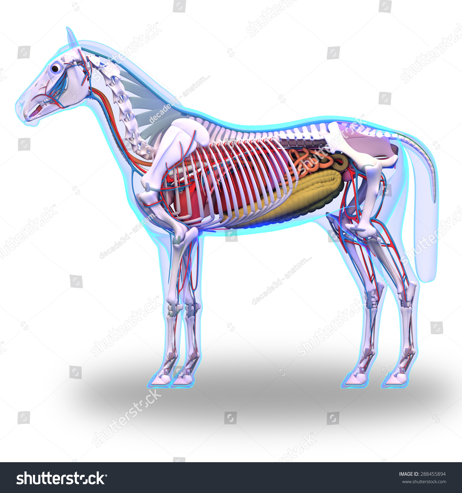 Horse Internal Organs Anatomy Isolated On Stock Illustration 288455894