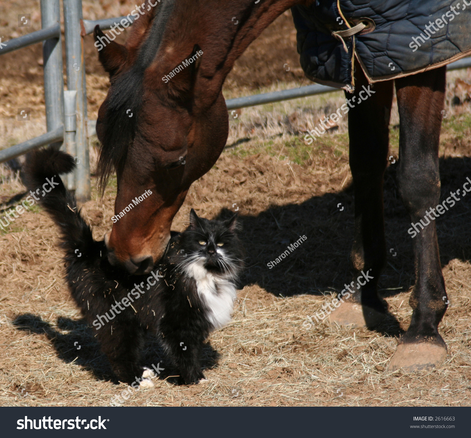 Horse Rubbing Back Of Cat Stock Photo 2616663 Shutterstock