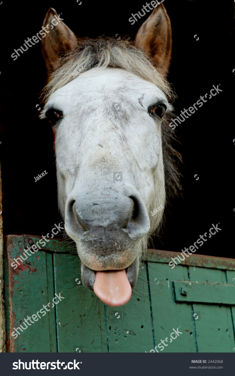 Horse Sticking Out Its Tongue Stock Photo 2442068 Shutterstock