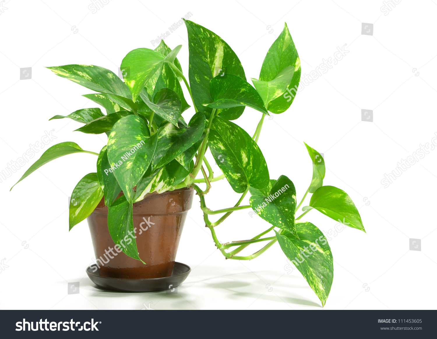 stock-photo-house-plant-potted-plant-isolated-on-white-111453605.jpg