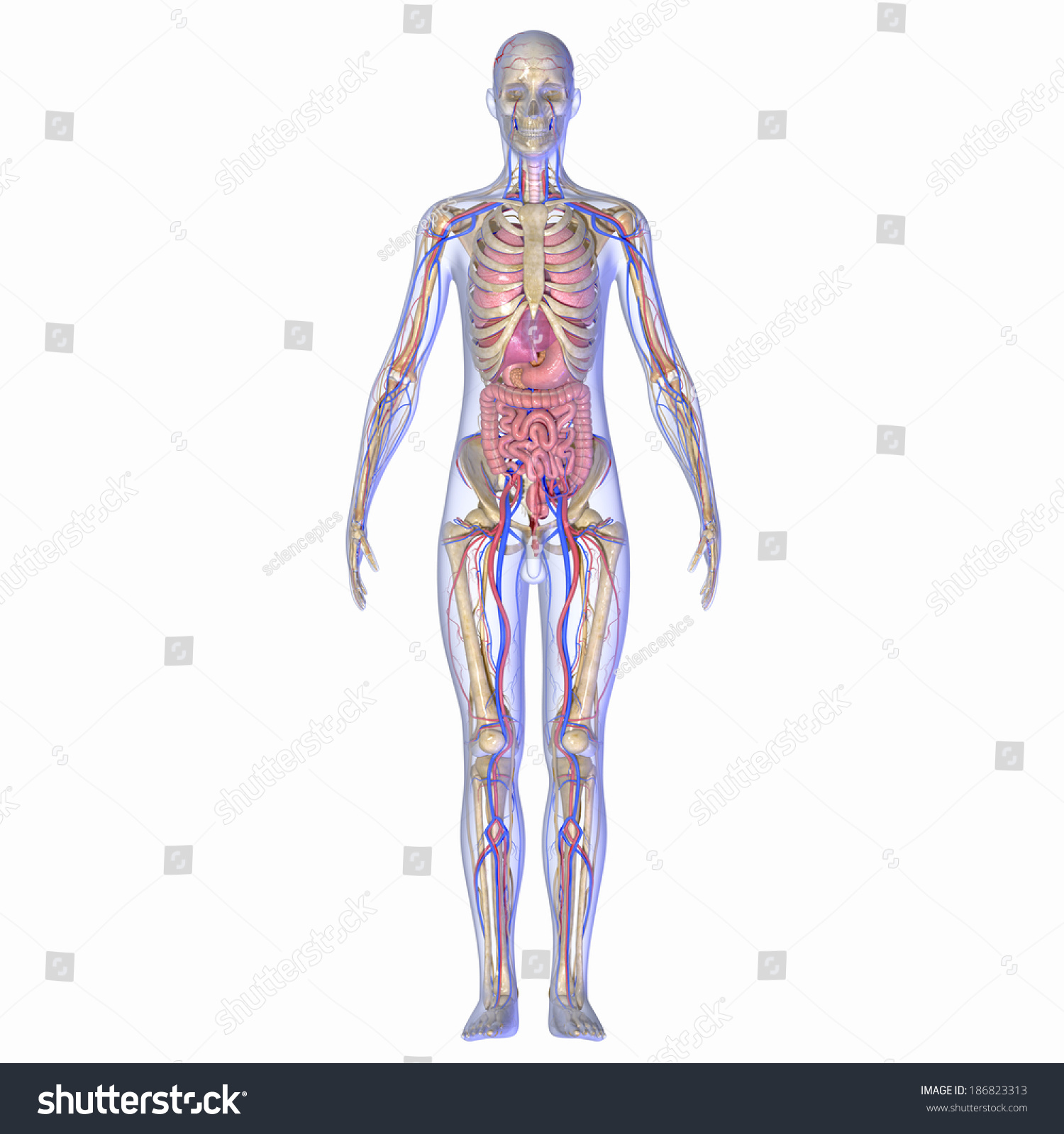 Human Anatomy Stock Photo 186823313 : Shutterstock