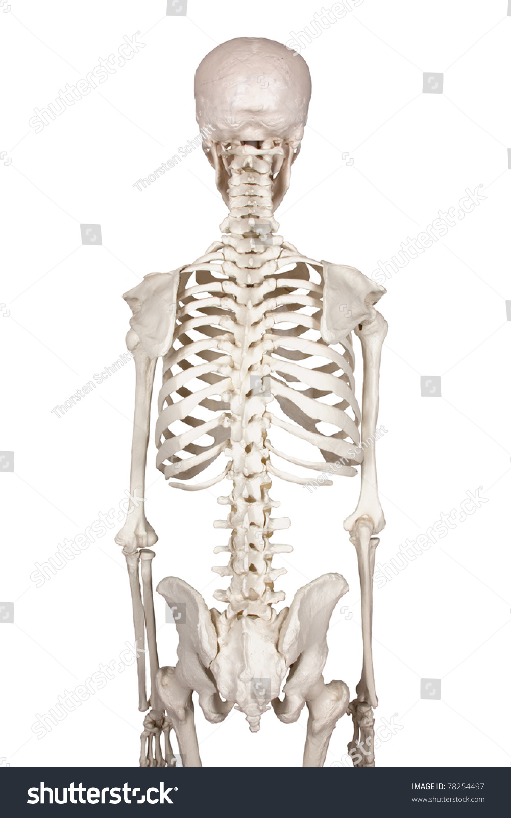 Human Anatomy Stock Photo 78254497 : Shutterstock
