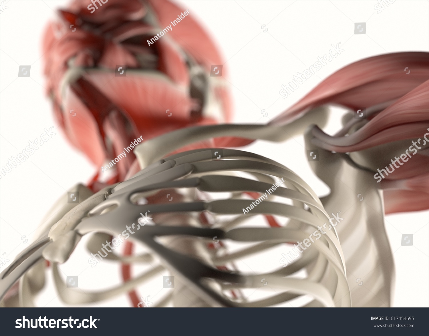 Human Anatomy Body Rib Cage Sternum Stock Illustration 617454695