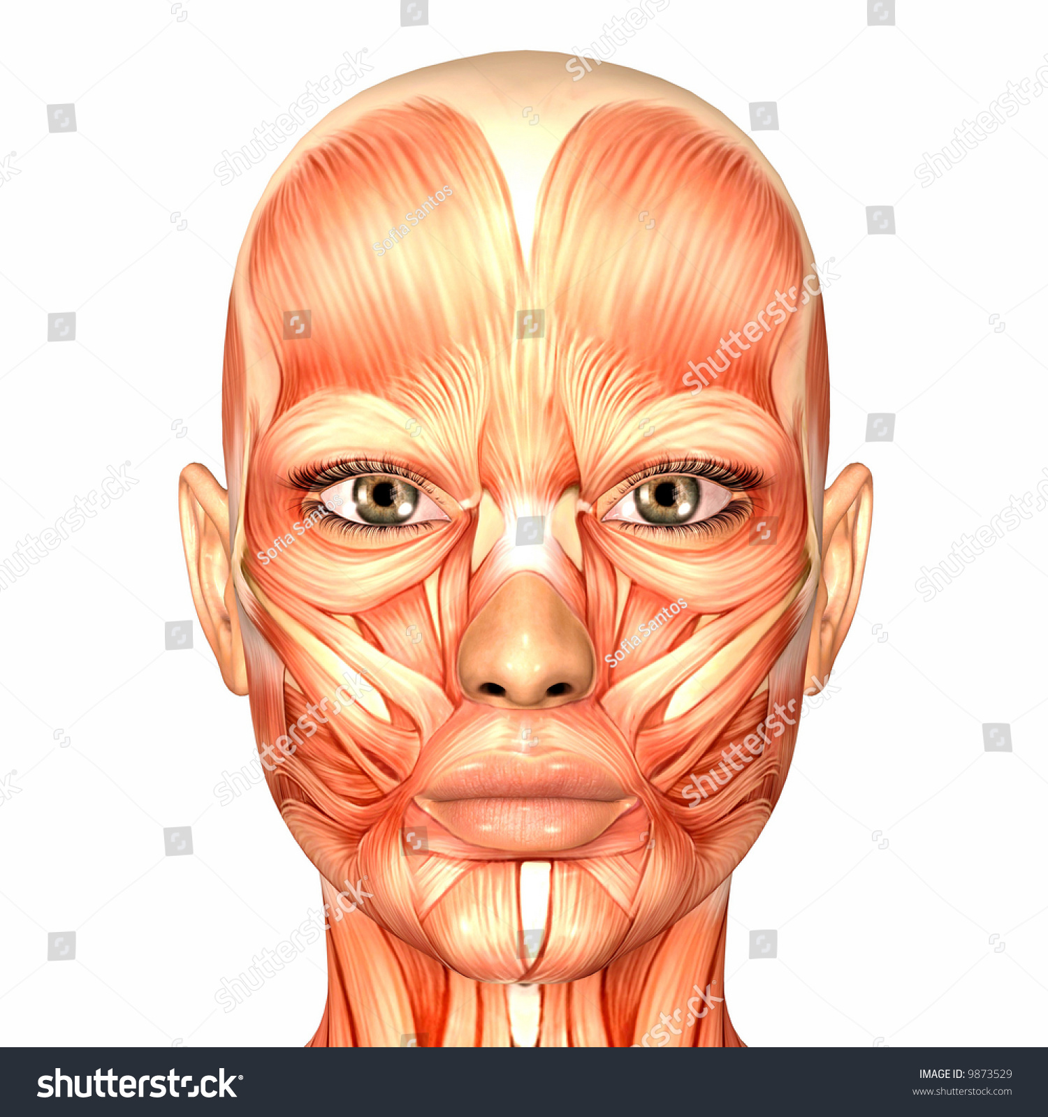 Human Anatomy - Face Stock Photo 9873529 : Shutterstock