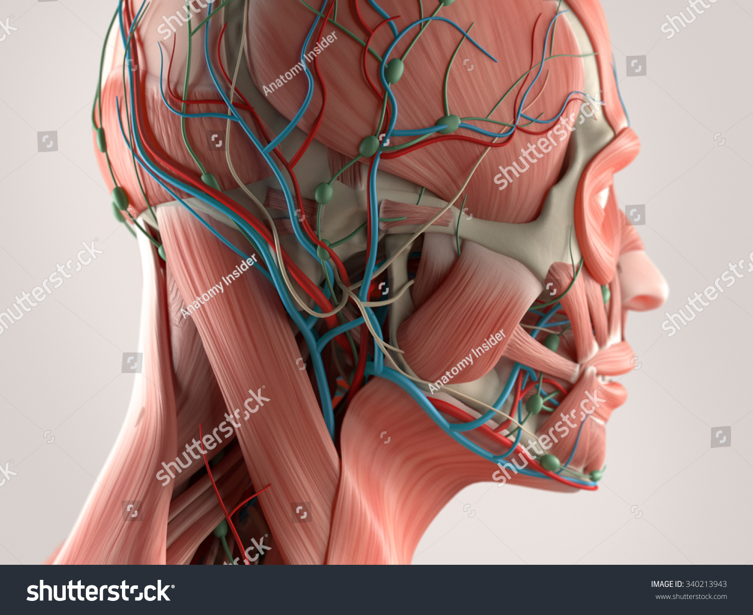 Human Anatomy Showing Face Head Muscular Stock Illustration 340213943