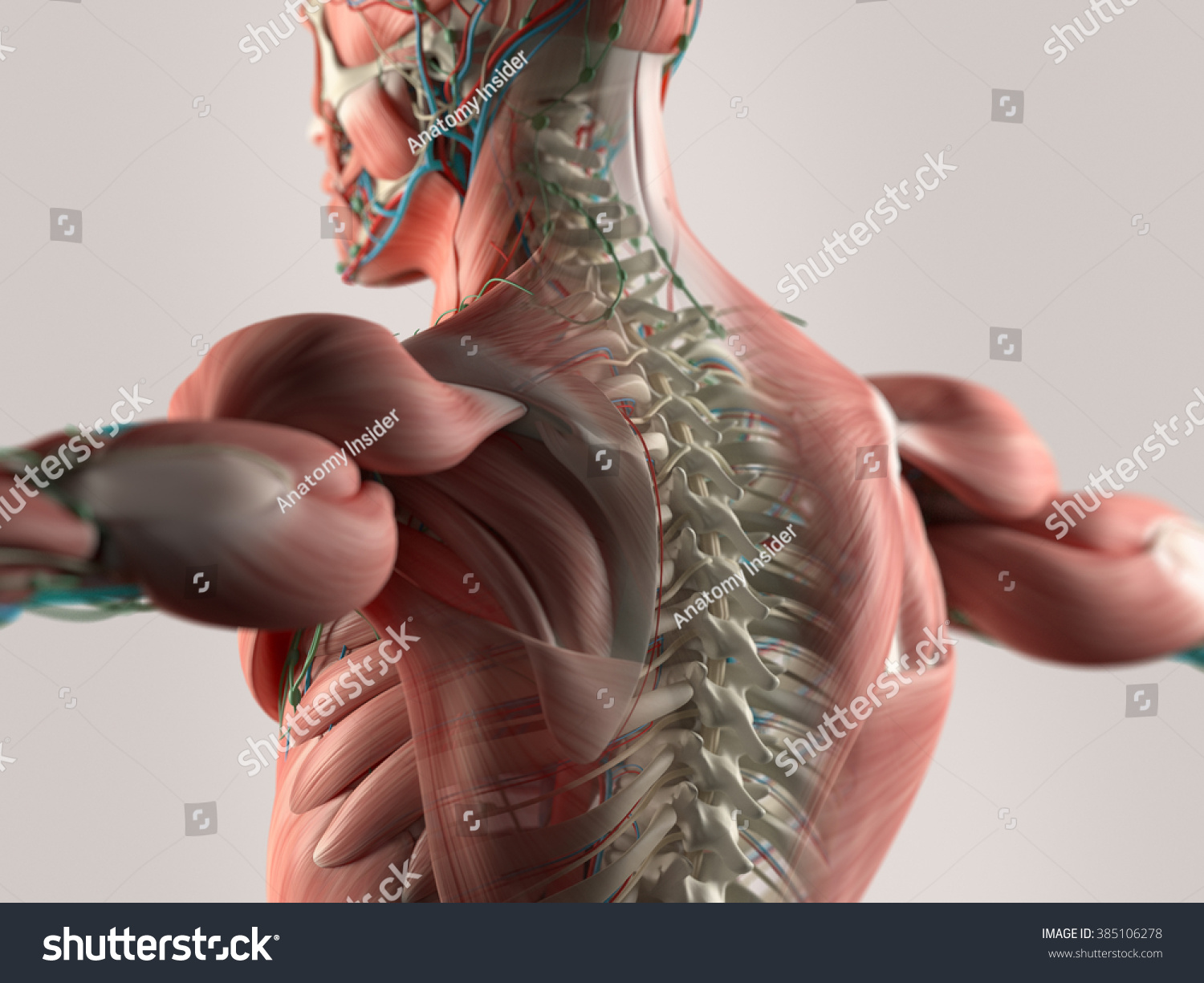 Human Anatomy Spine Stock Illustration 385106278 Shutterstock