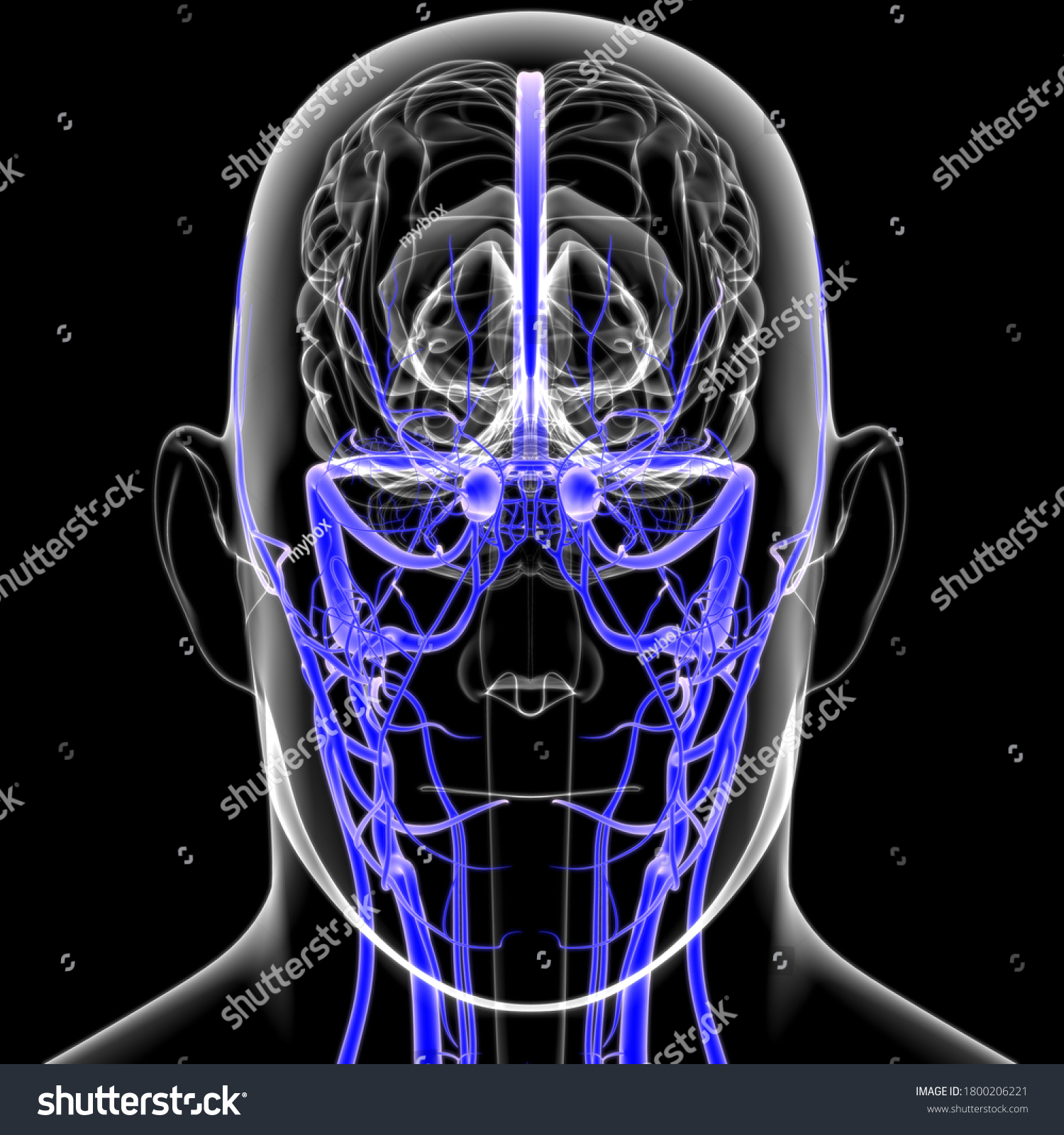 Human Arteries Veins Medical Concept D Stock Illustration