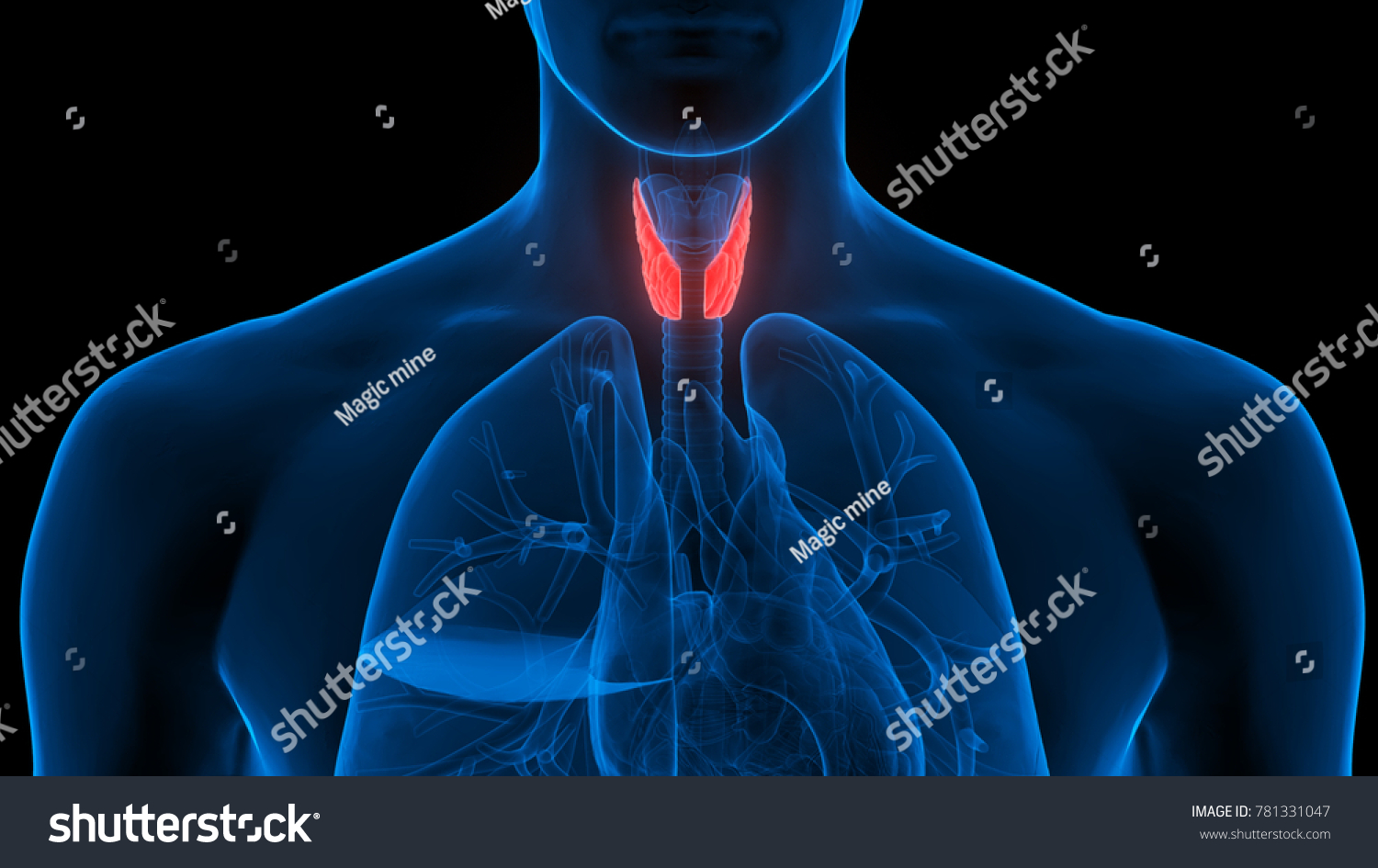 Anatomie Des Terres Corporelles Humaines Lobes Illustration De Stock