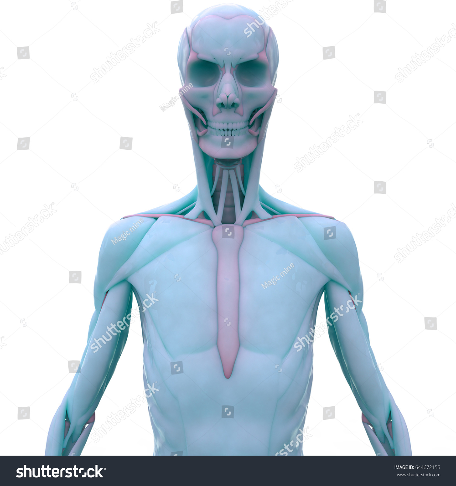 Human Body Muscles Anatomy 3d 库存插图 644672155 Shutterstock