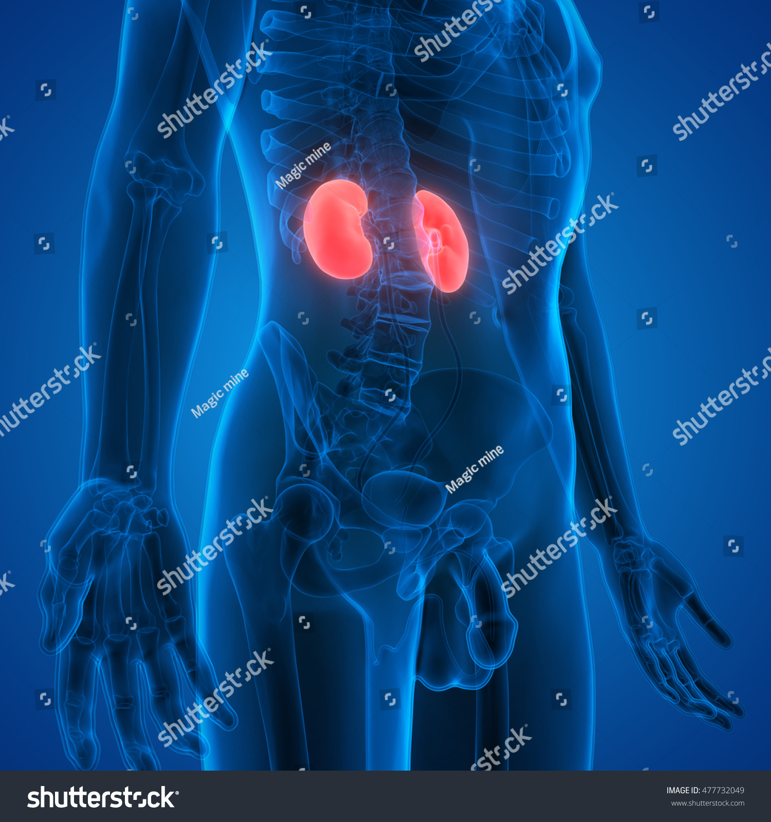 Human Body Organs Anatomy (Kidneys). 3d Stock Photo 477732049
